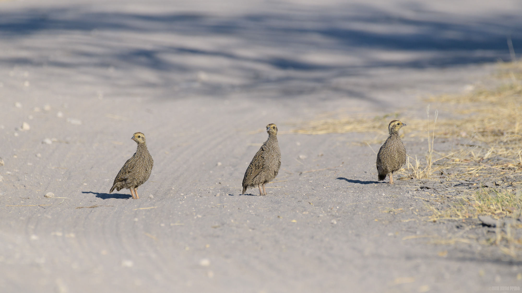 Spurfowl Siblings