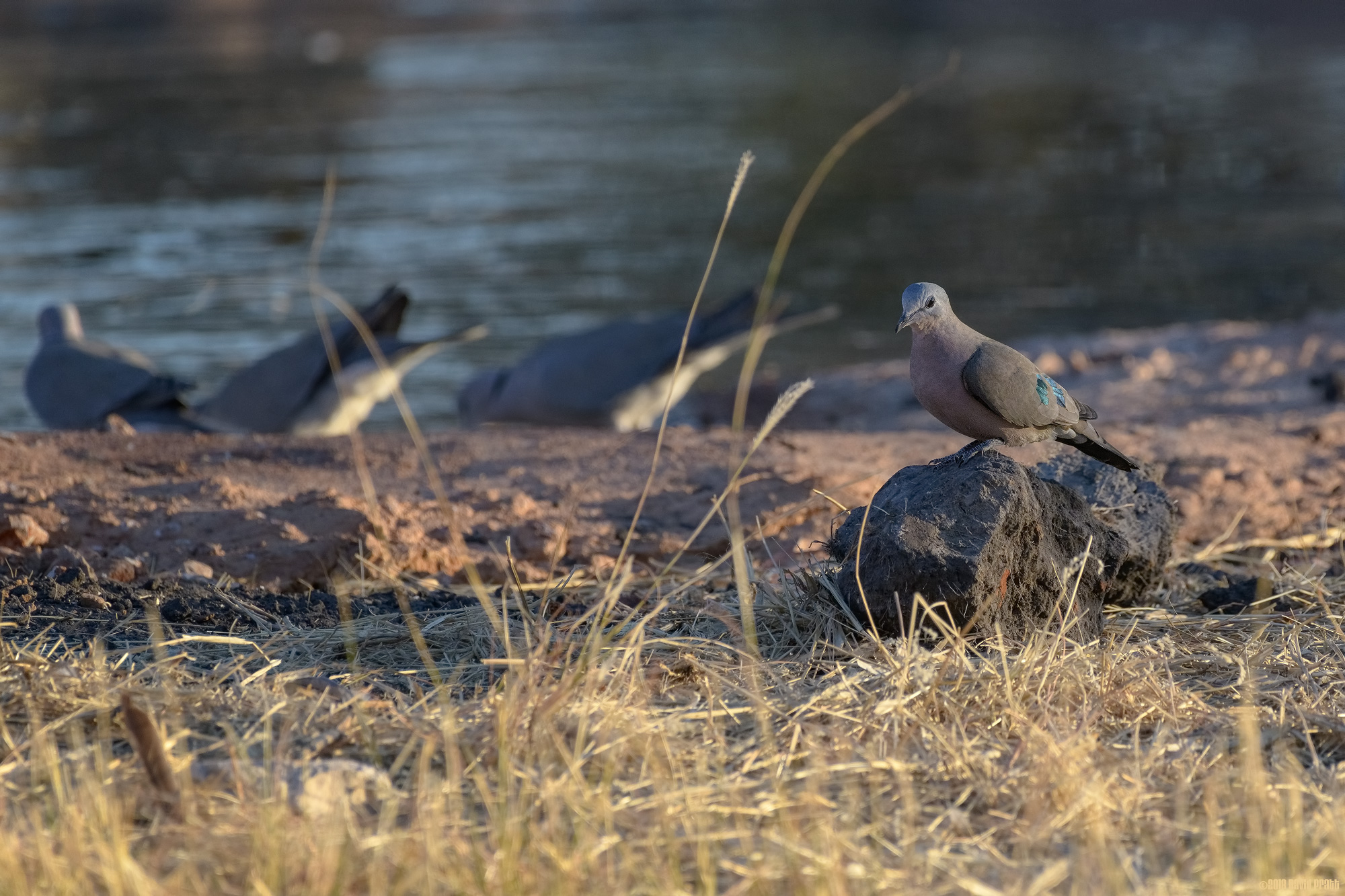 Emerald-spotted Wood Dove