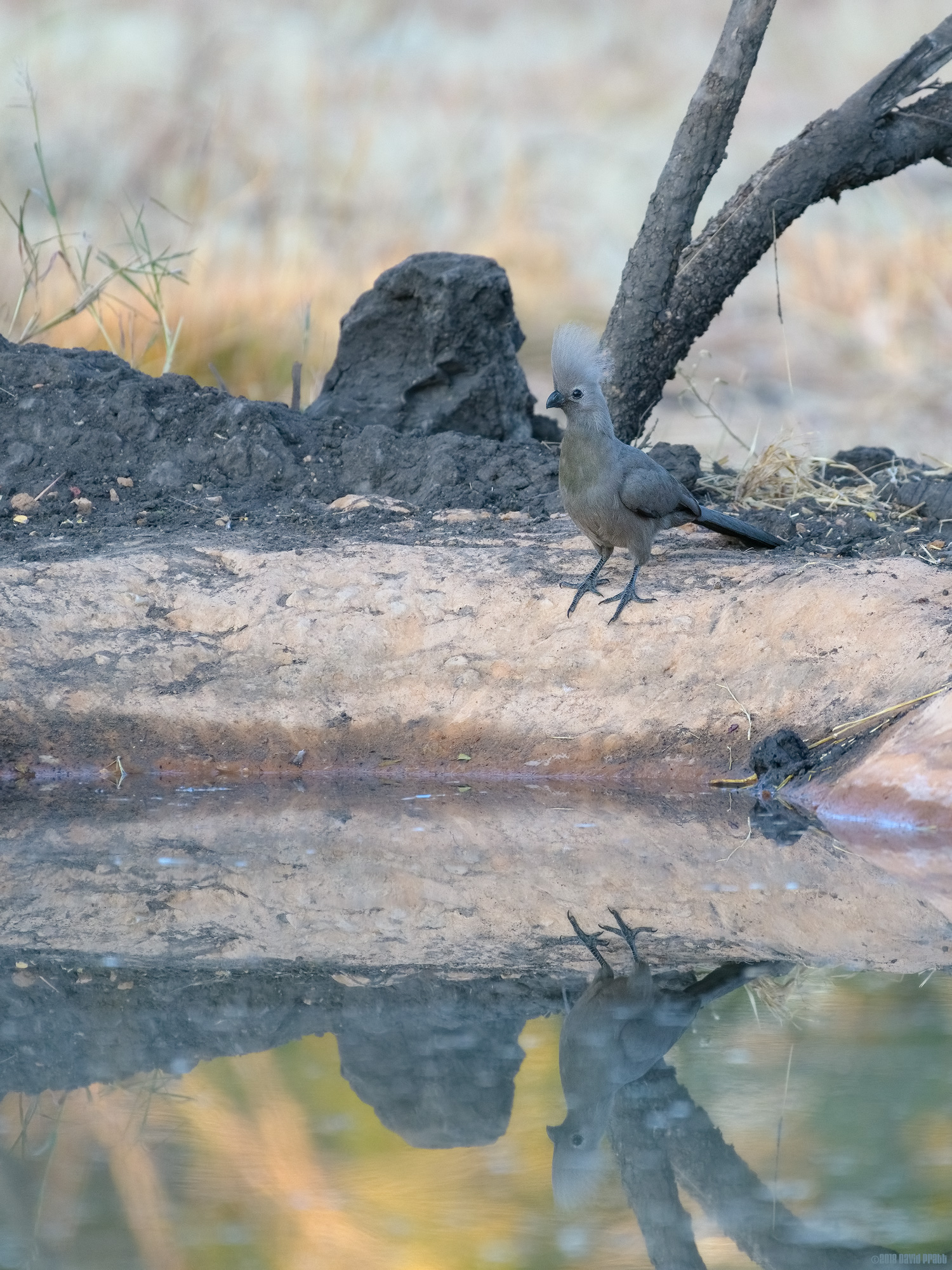 Grey Lourie Looking For A Drink