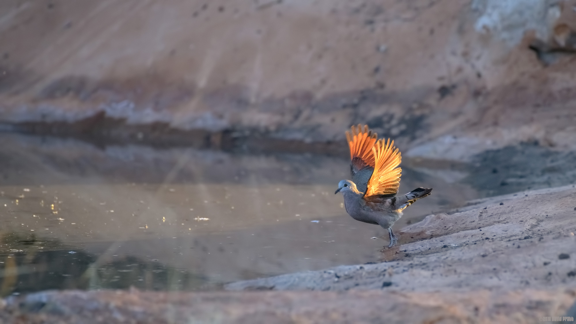 Bright Chestnut Underwings