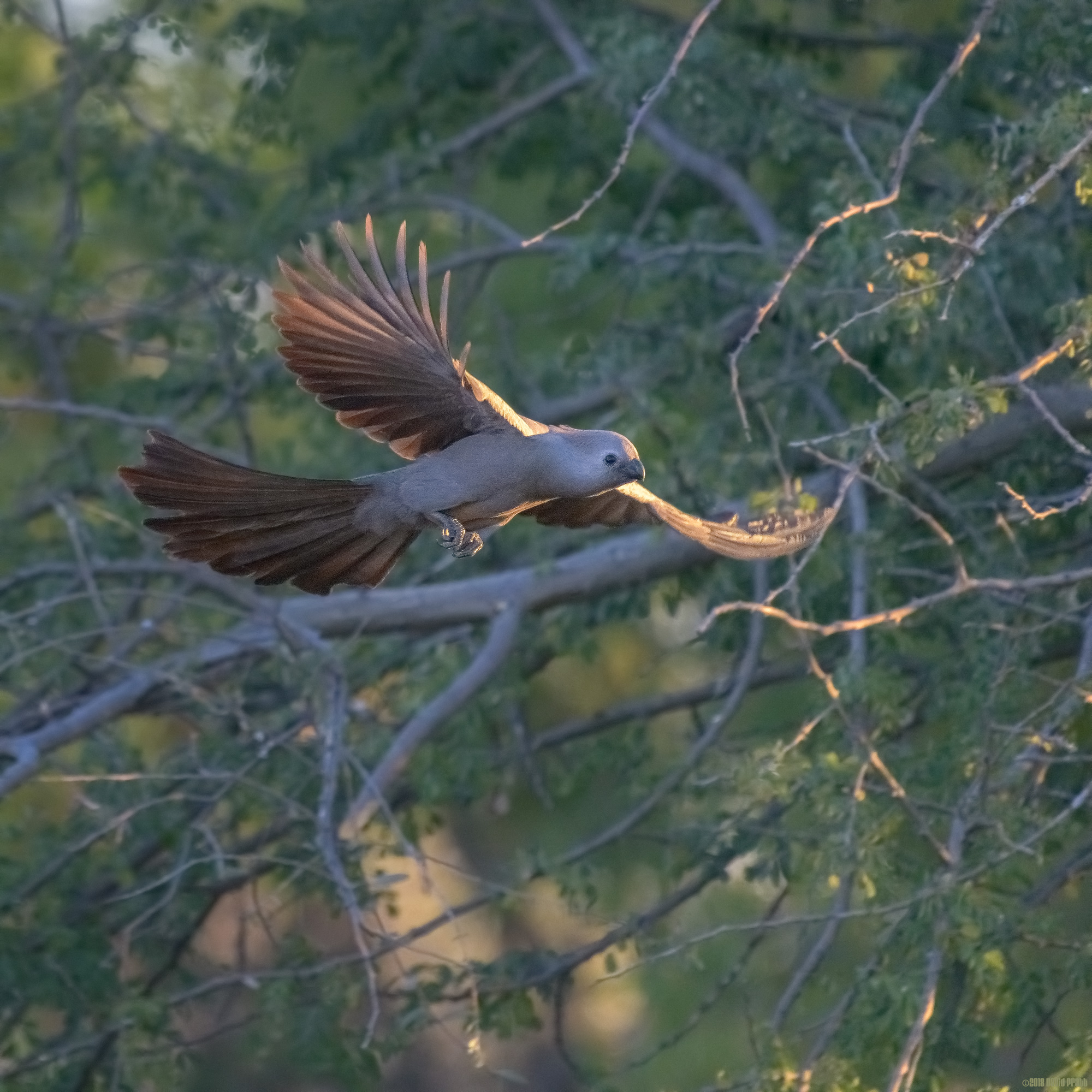 Grey Lourie In Flight