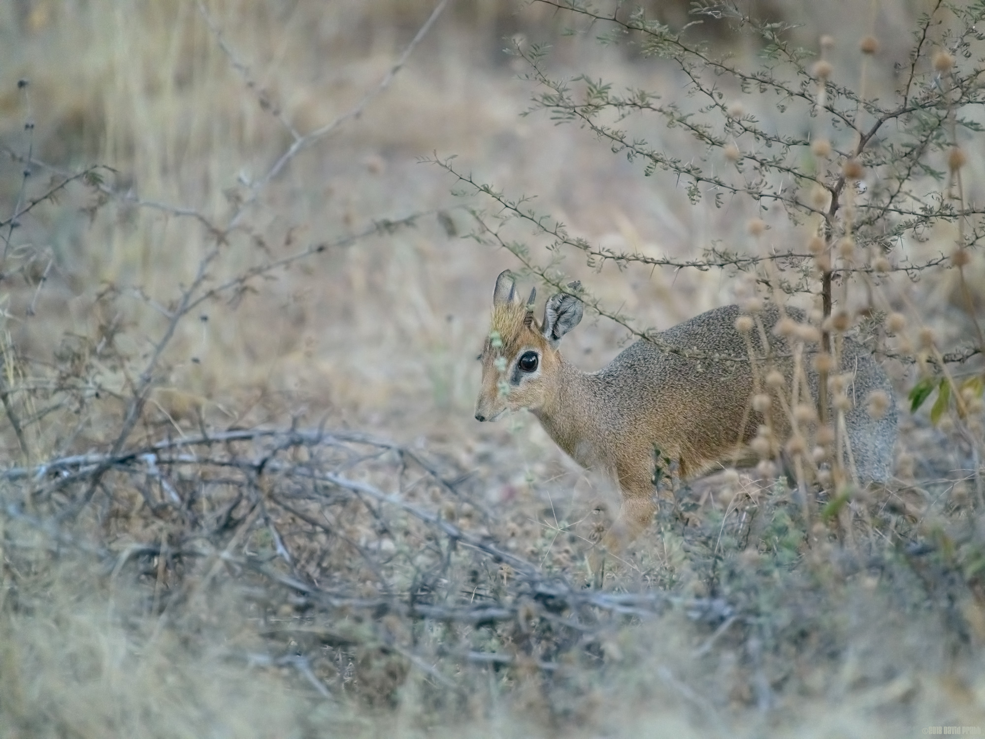 Startled Dik Dik