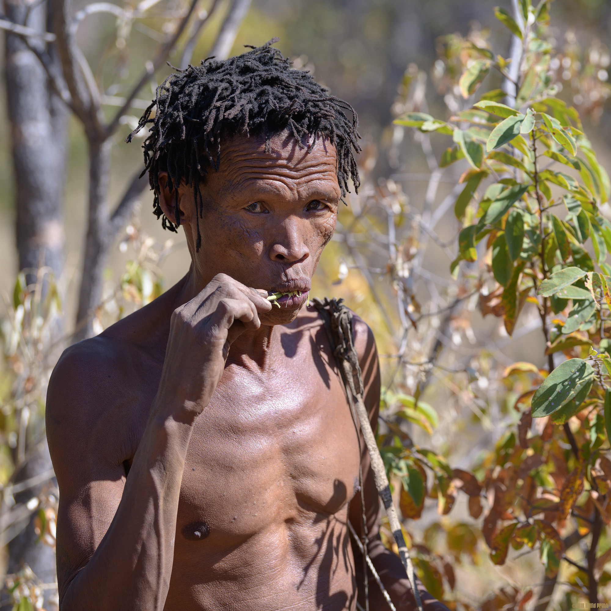 Bushman's Toothbrush