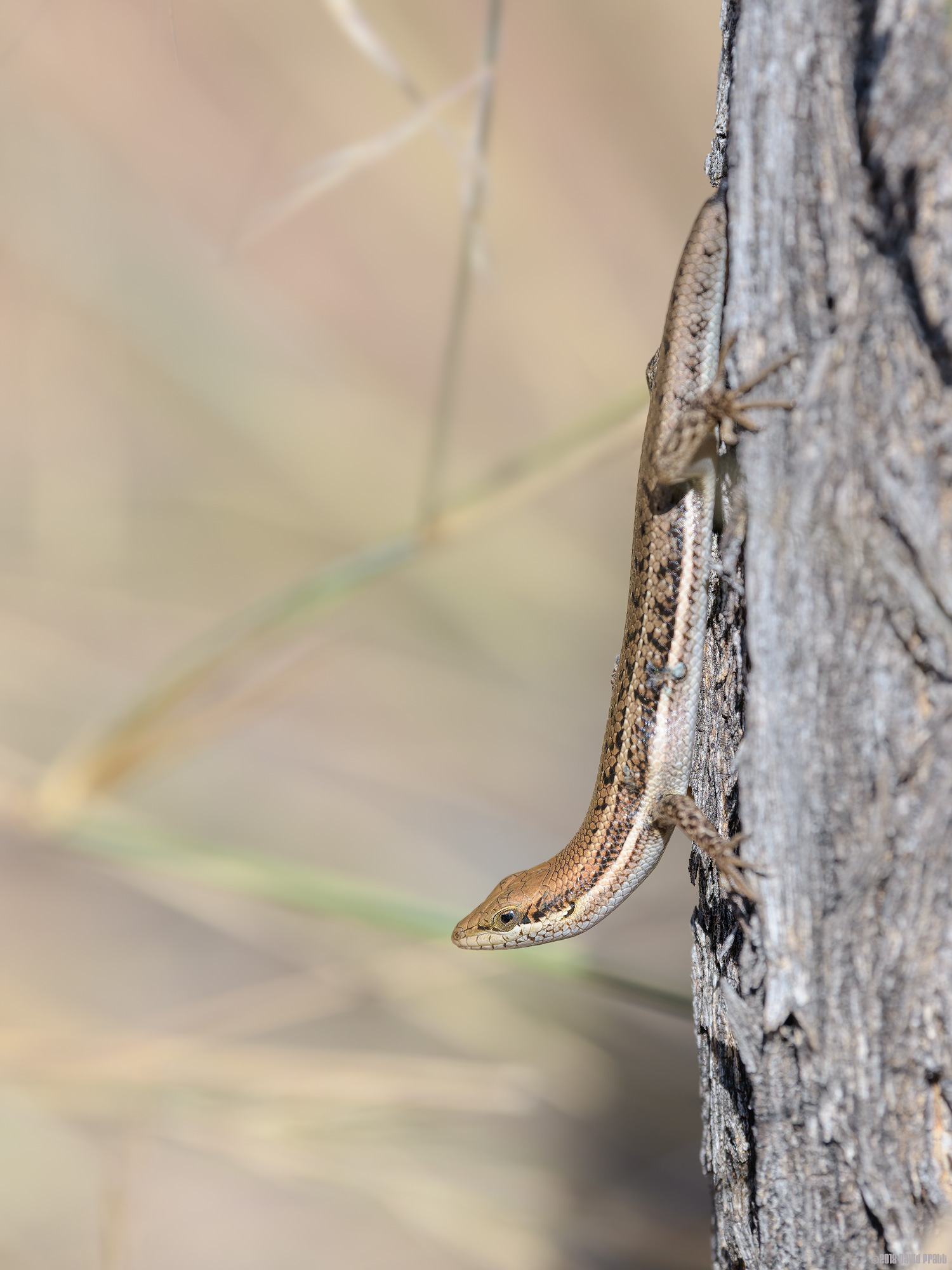 Speckled Sand Skink