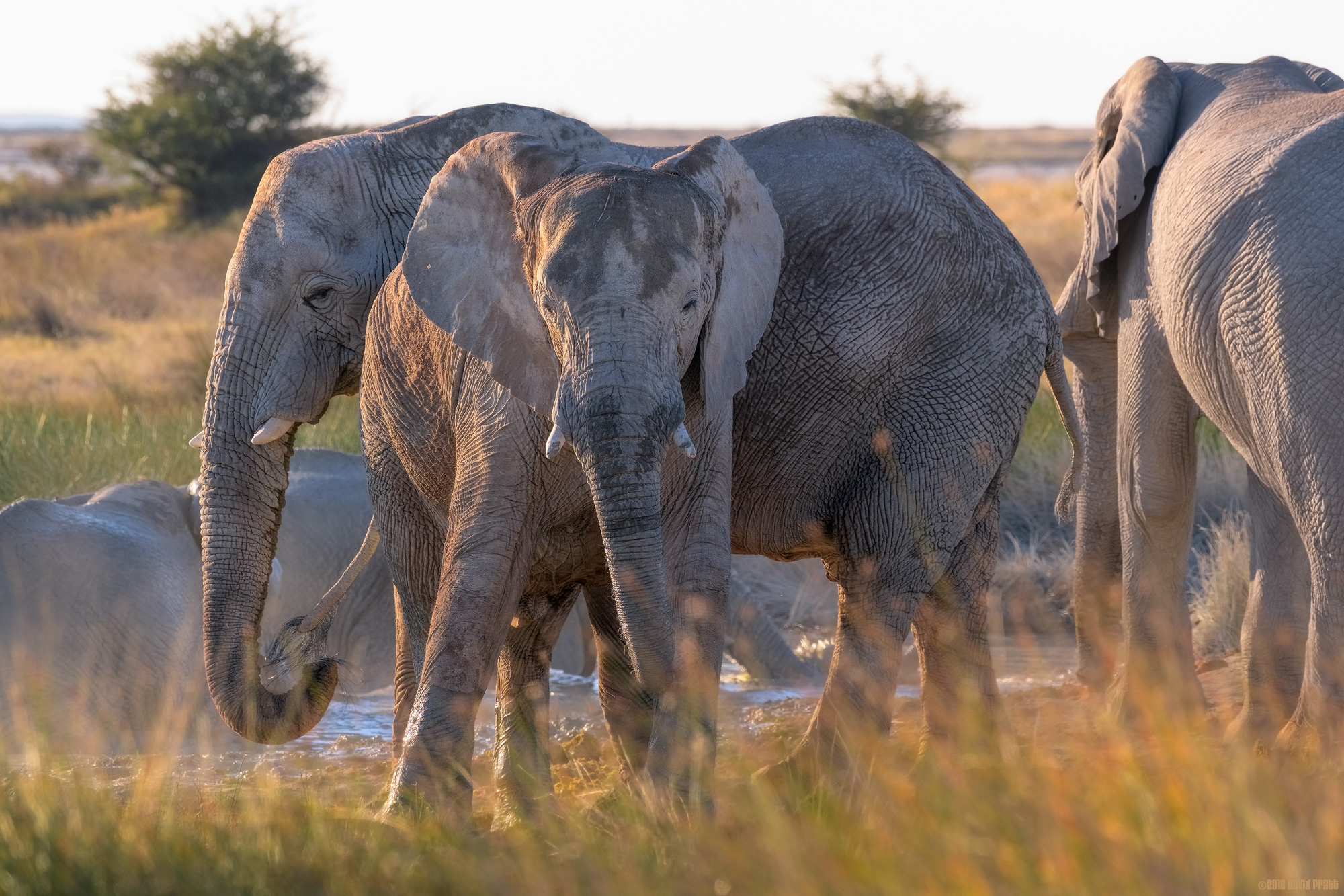 Elephants In The Setting Sun