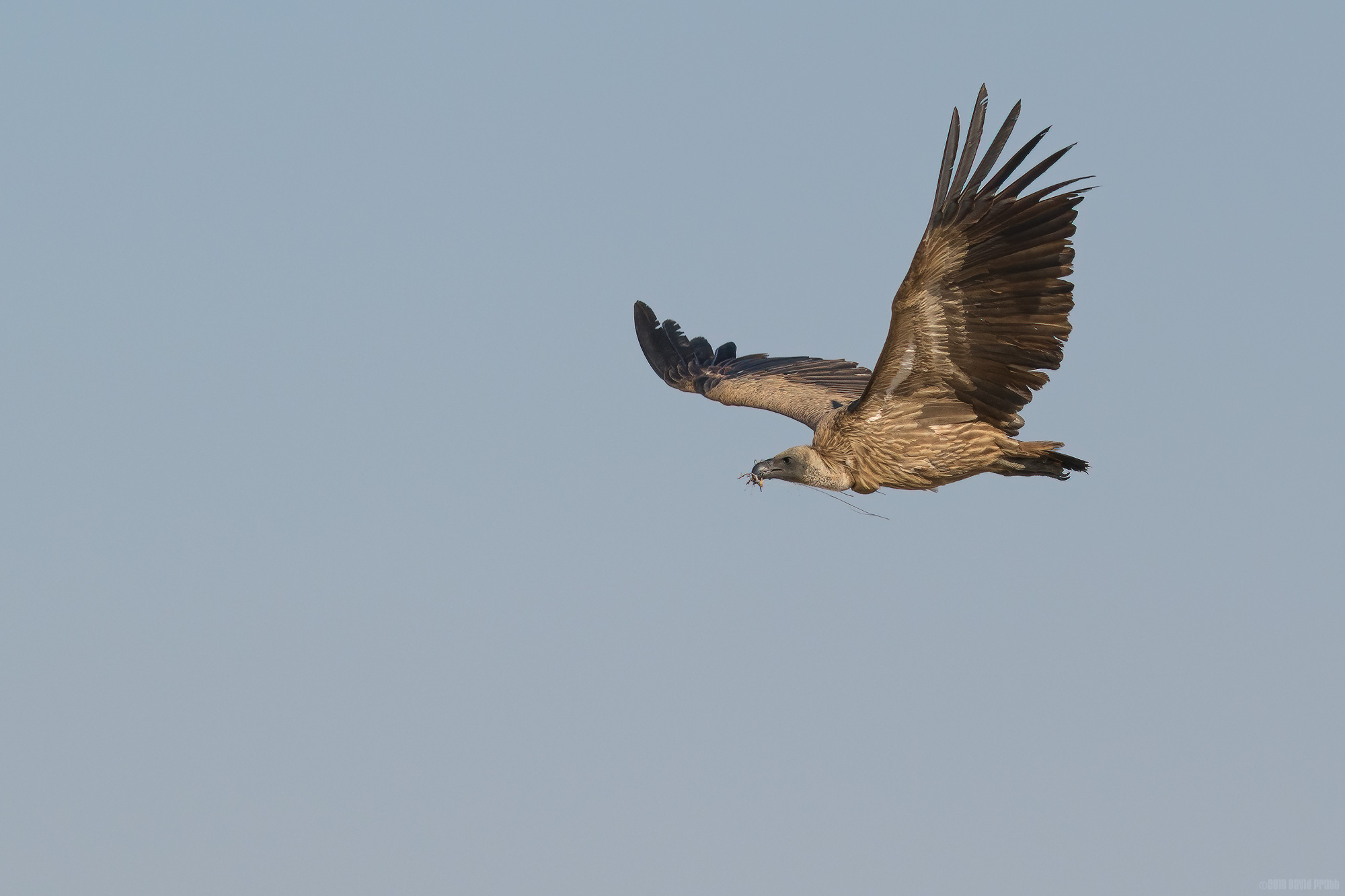 White-backed Vulture