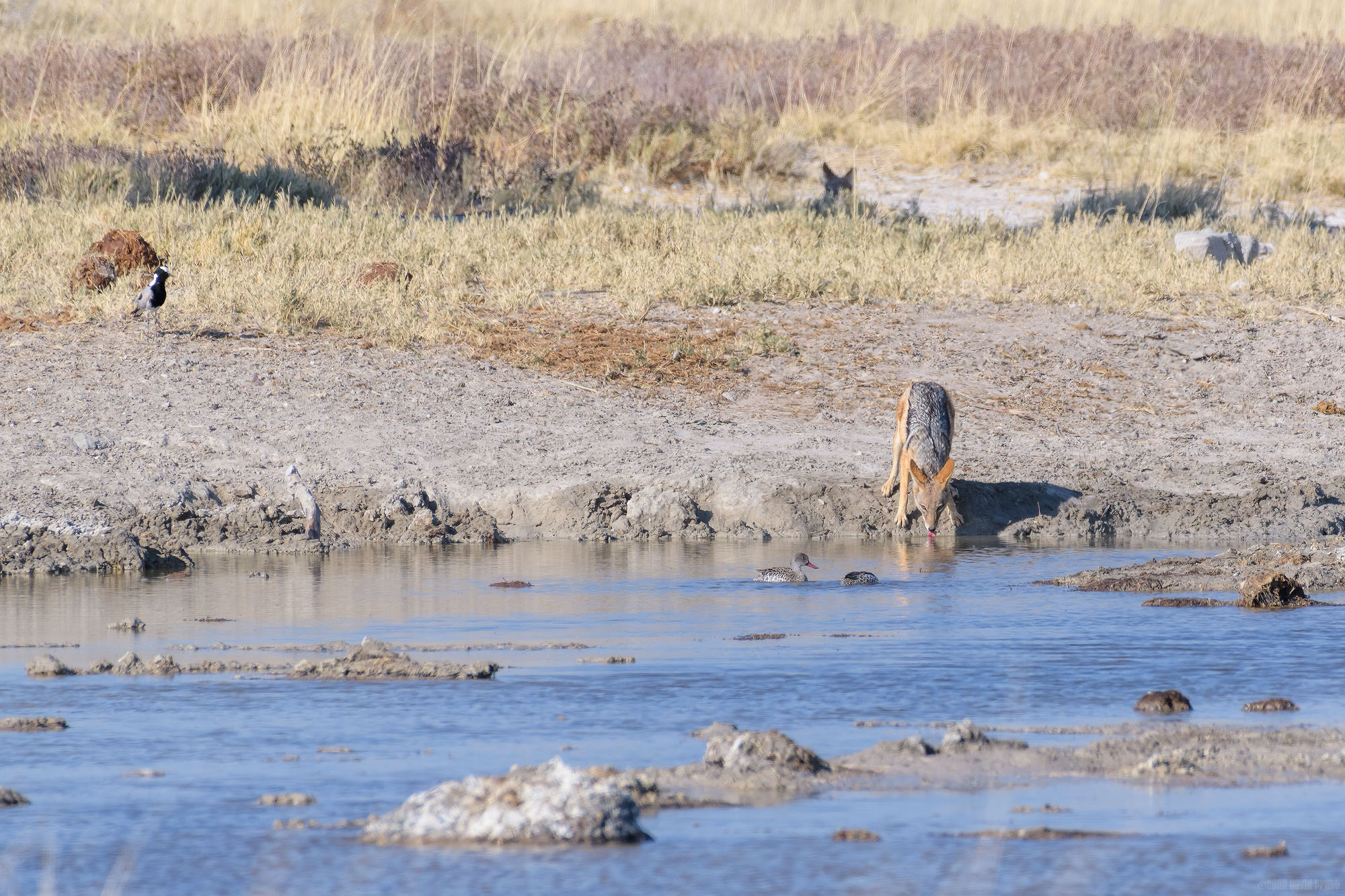 Drinking Watching Cape Teal
