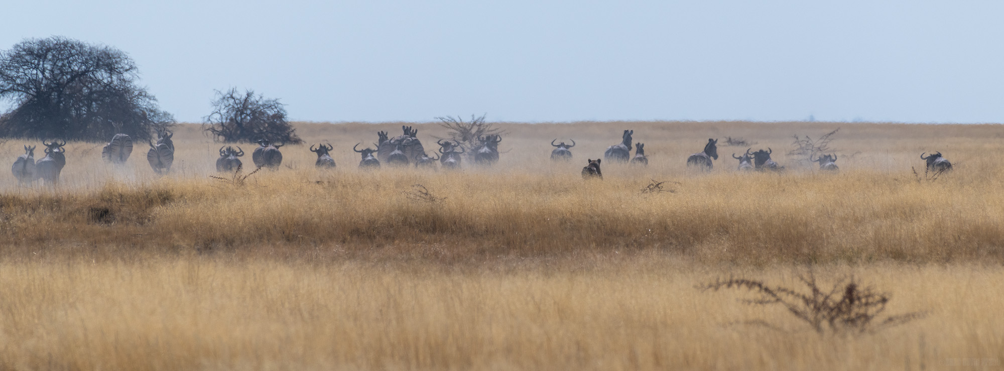 The Chase