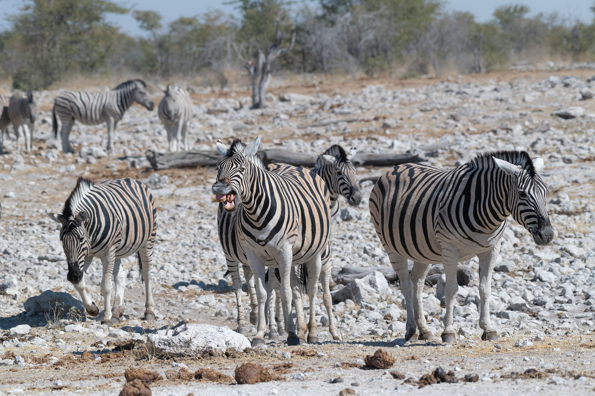 Laughing Zebra [Explored 25/05/2026 #470]