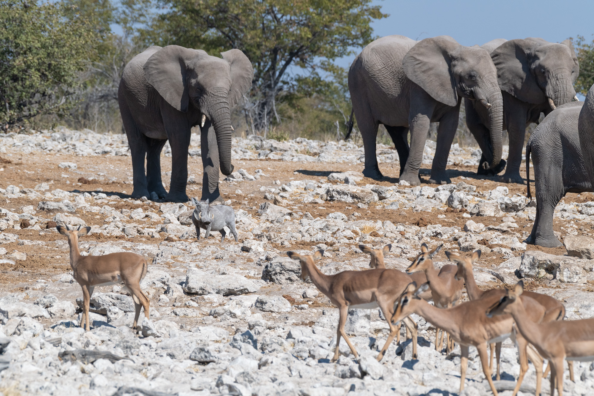 Warthog In The Middle