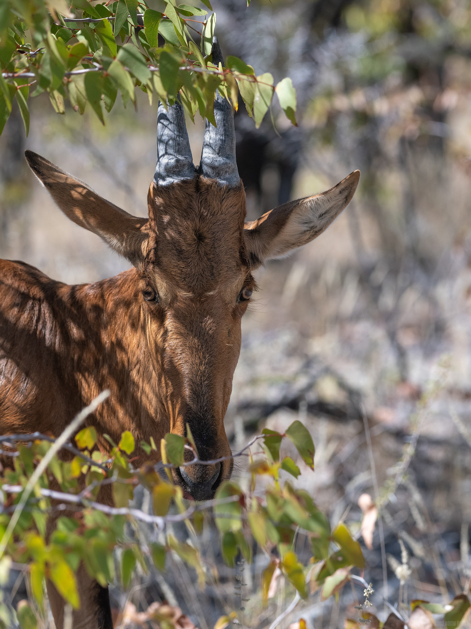 Timid Hartebeest