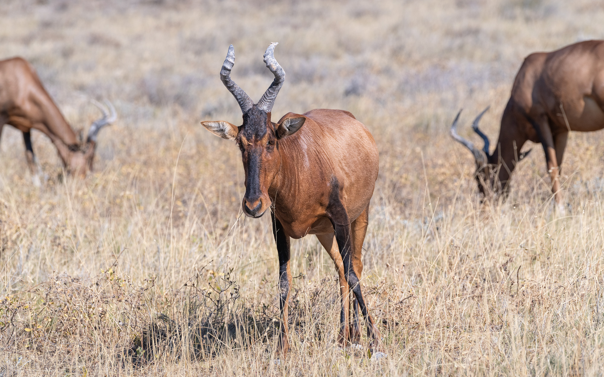 Quietly Grazing