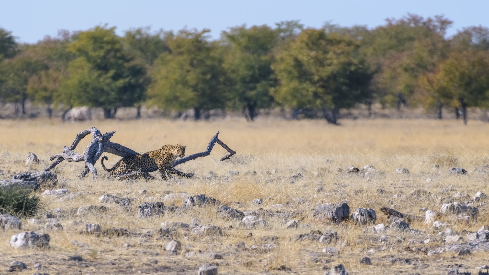 Stretching In The Sun