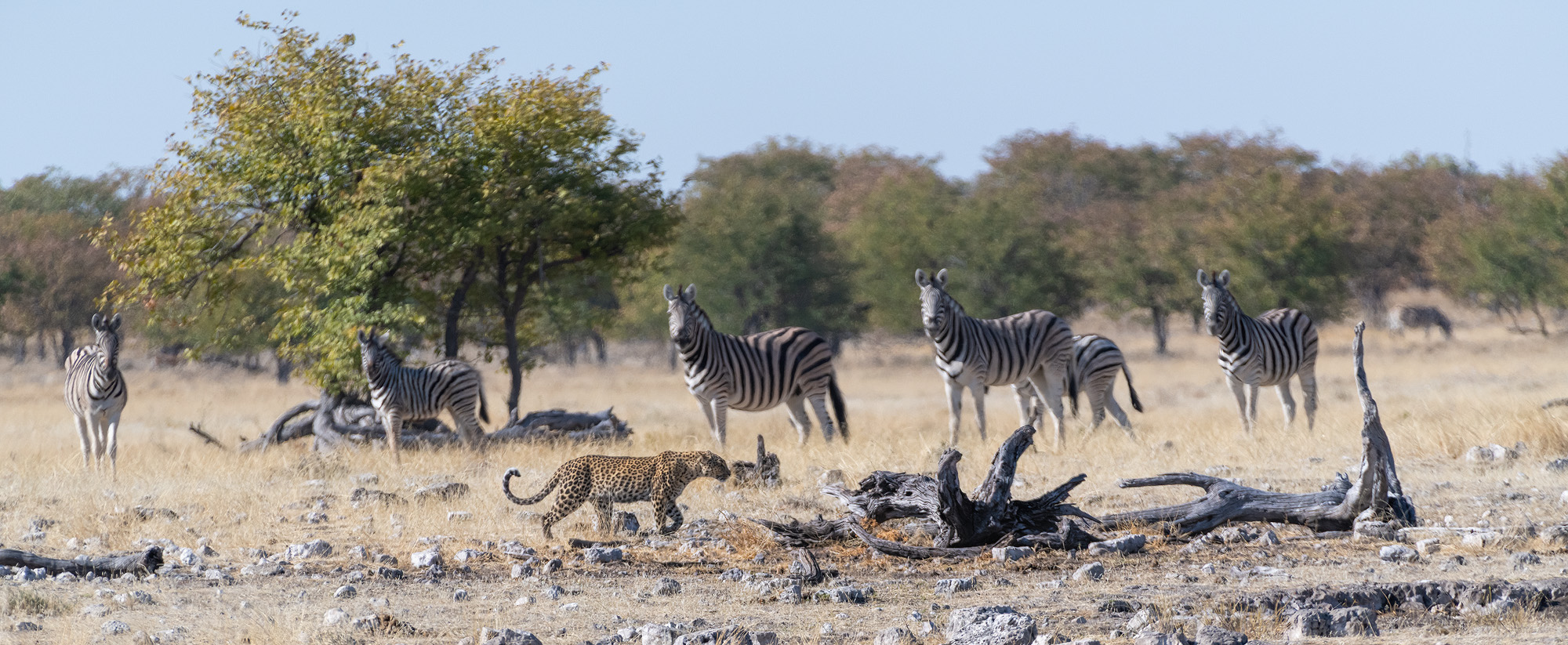 Walking Past The Zebras