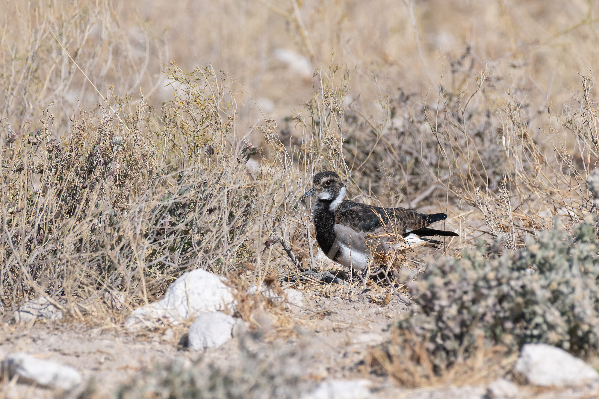 Juvenile Blacksmith Lapwing