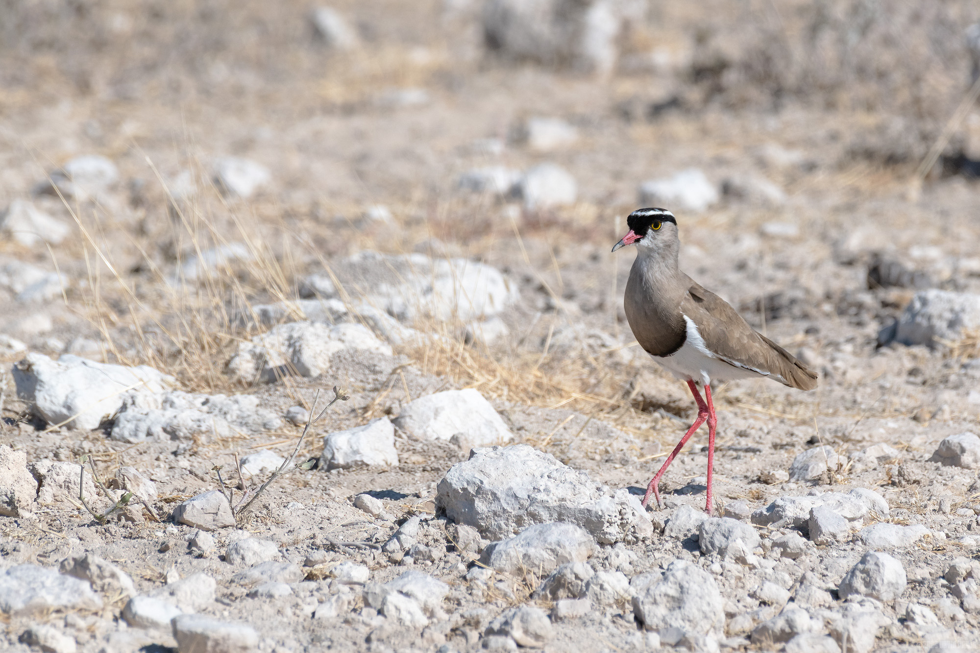 Crowned Lapwing On Stony Ground
