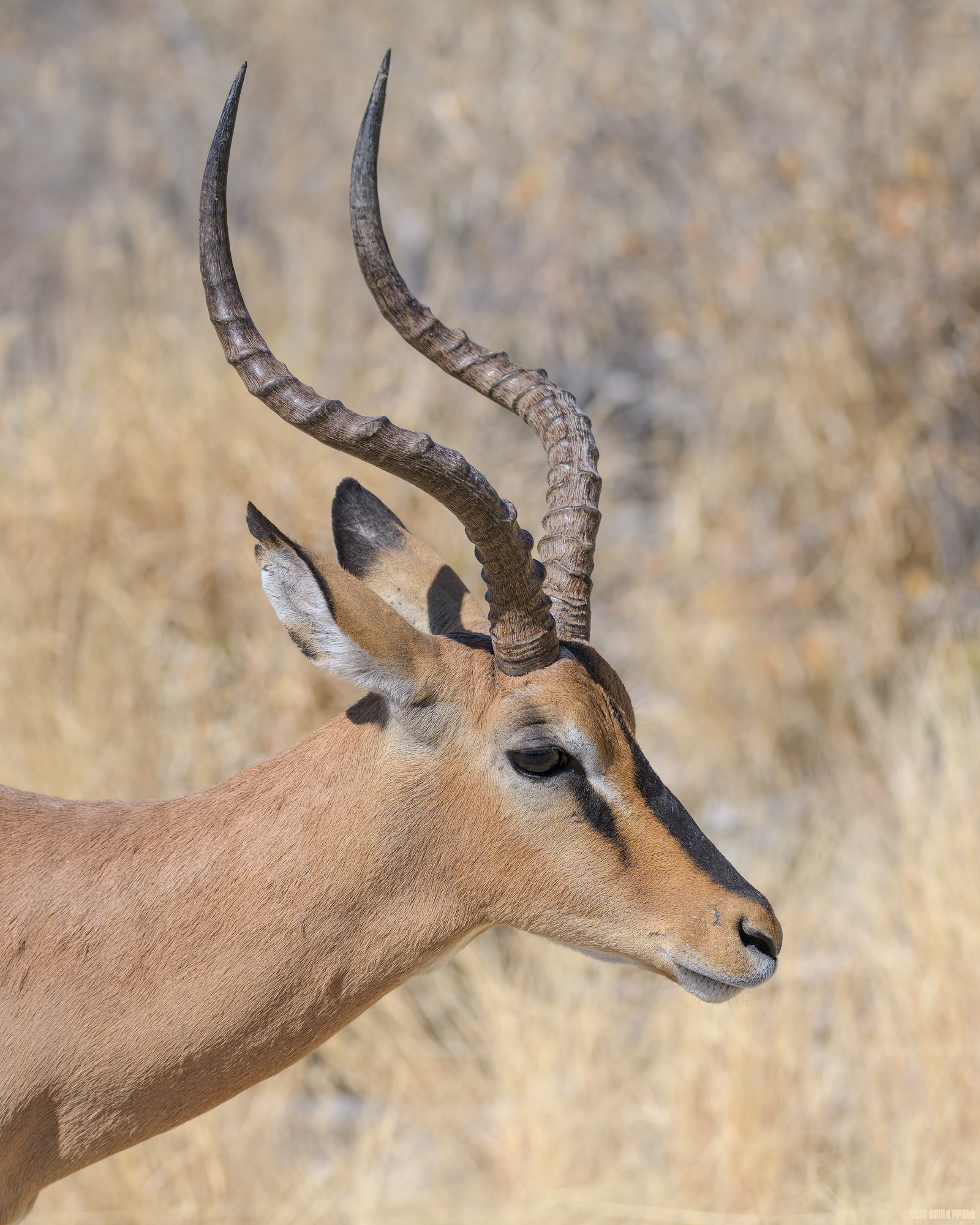 The Face Of A Black-faced Impala