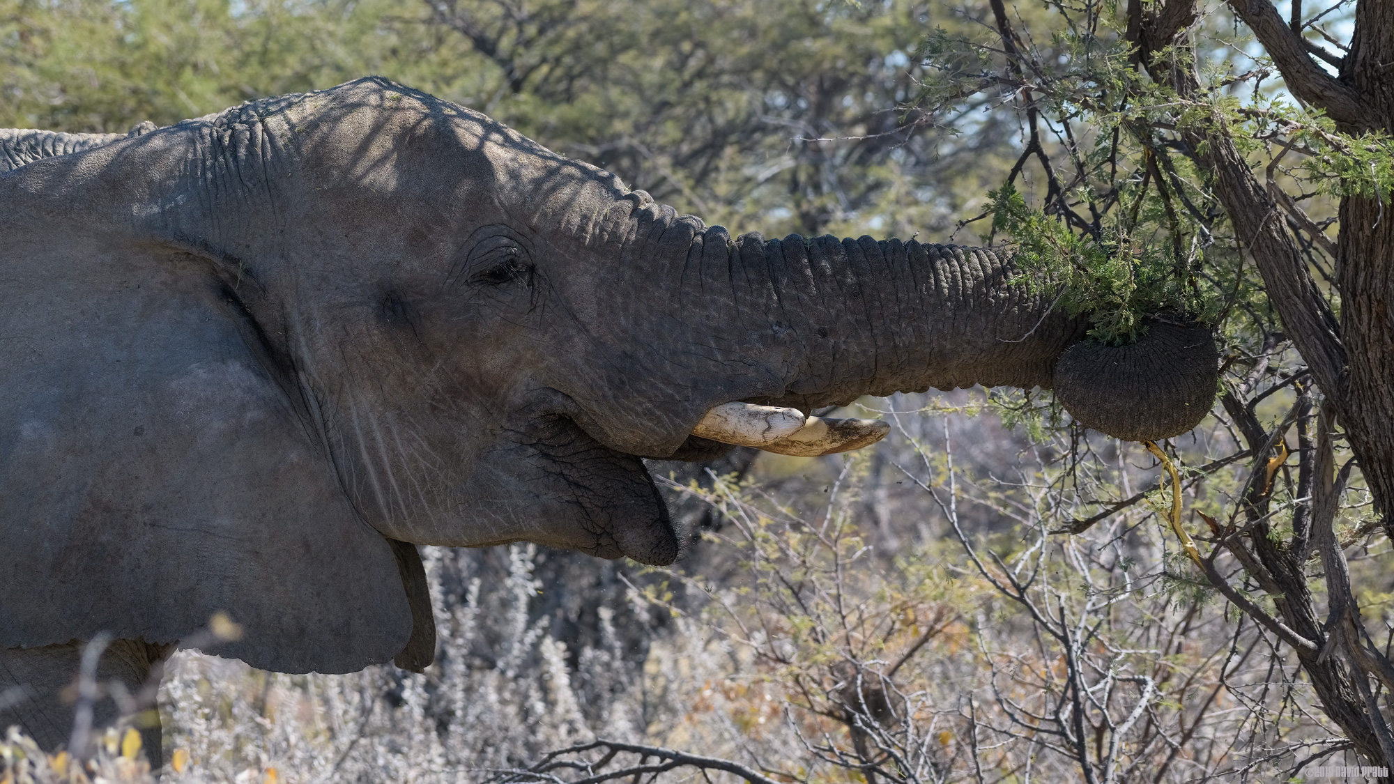 Reaching For The Greens