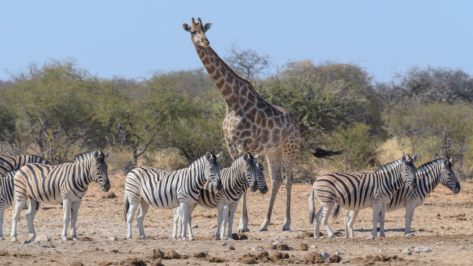 Spot The Odd One Out