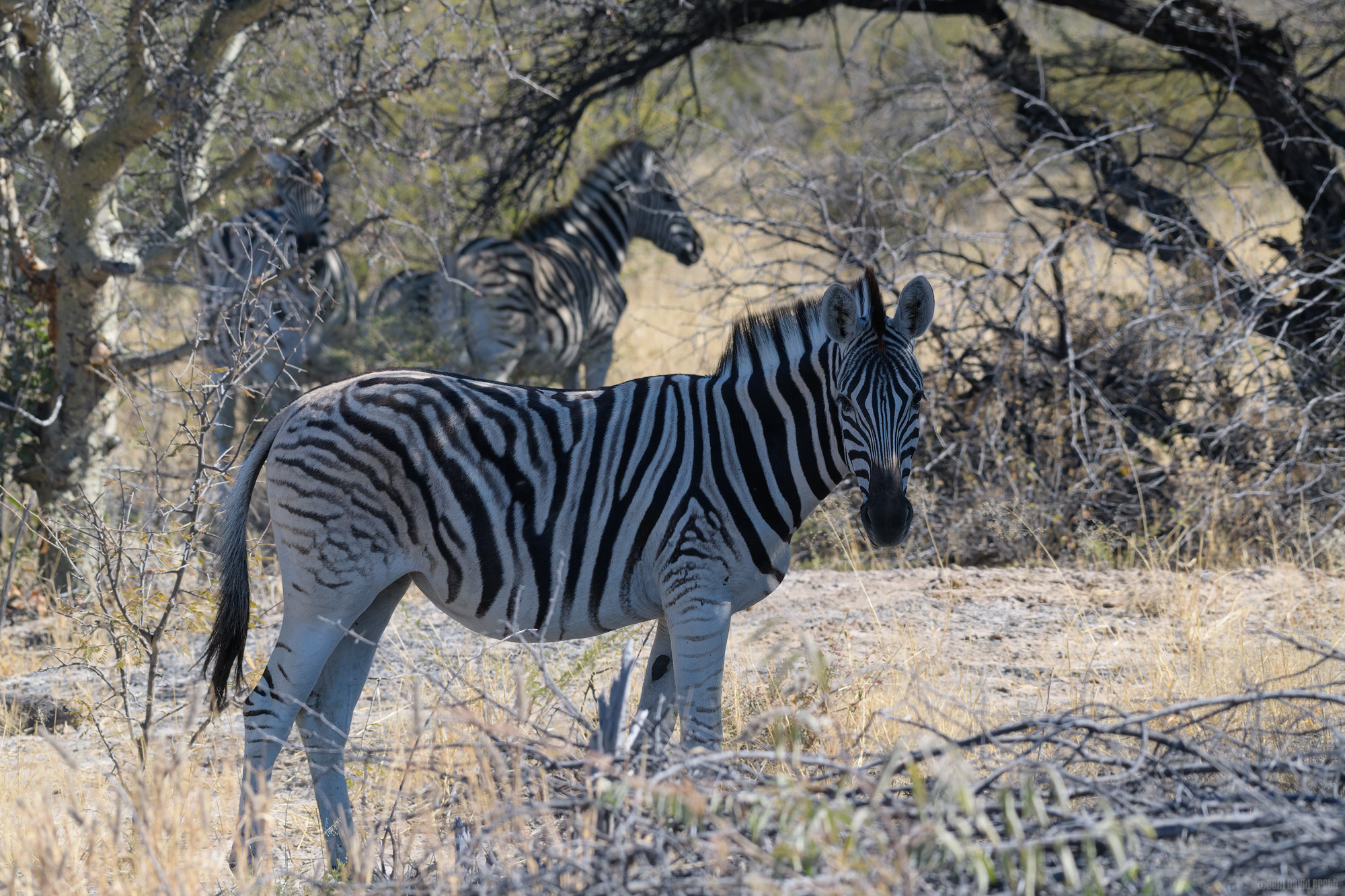 Keeping Cool In The Shade