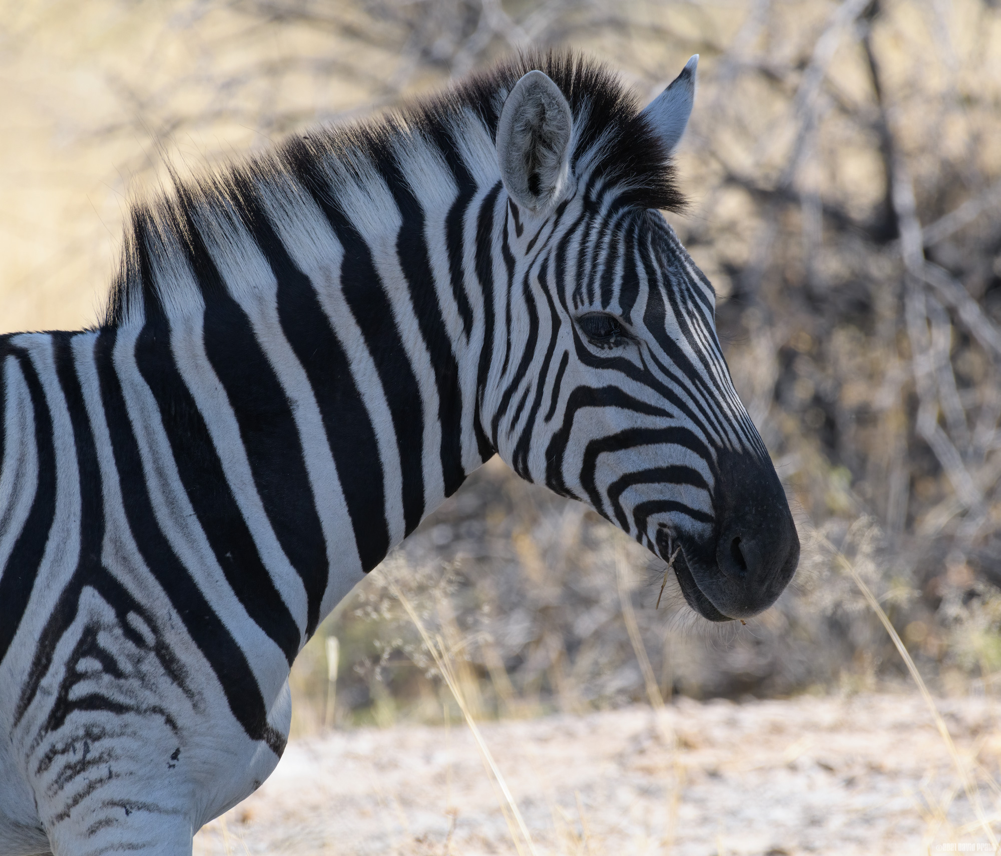 Stripes In The Shade