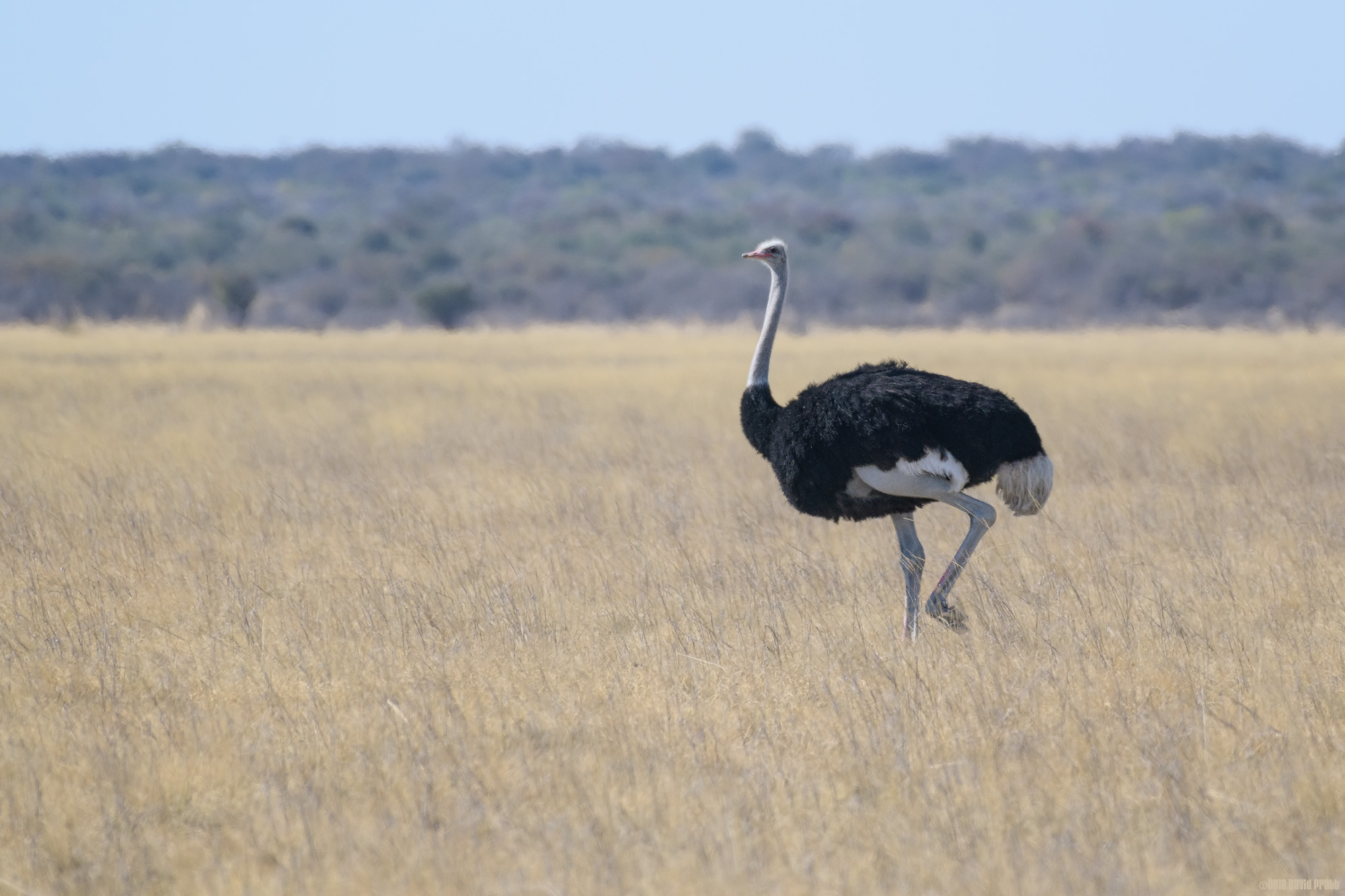 Common Ostrich