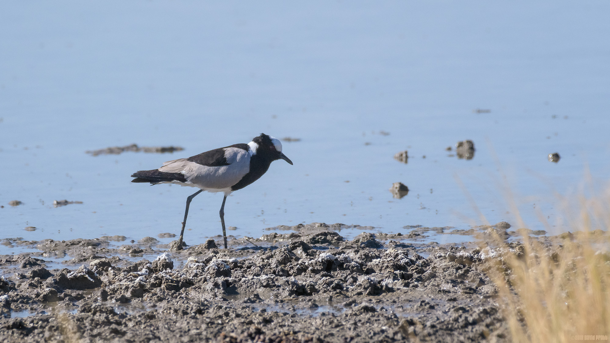 Blacksmith Lapwing