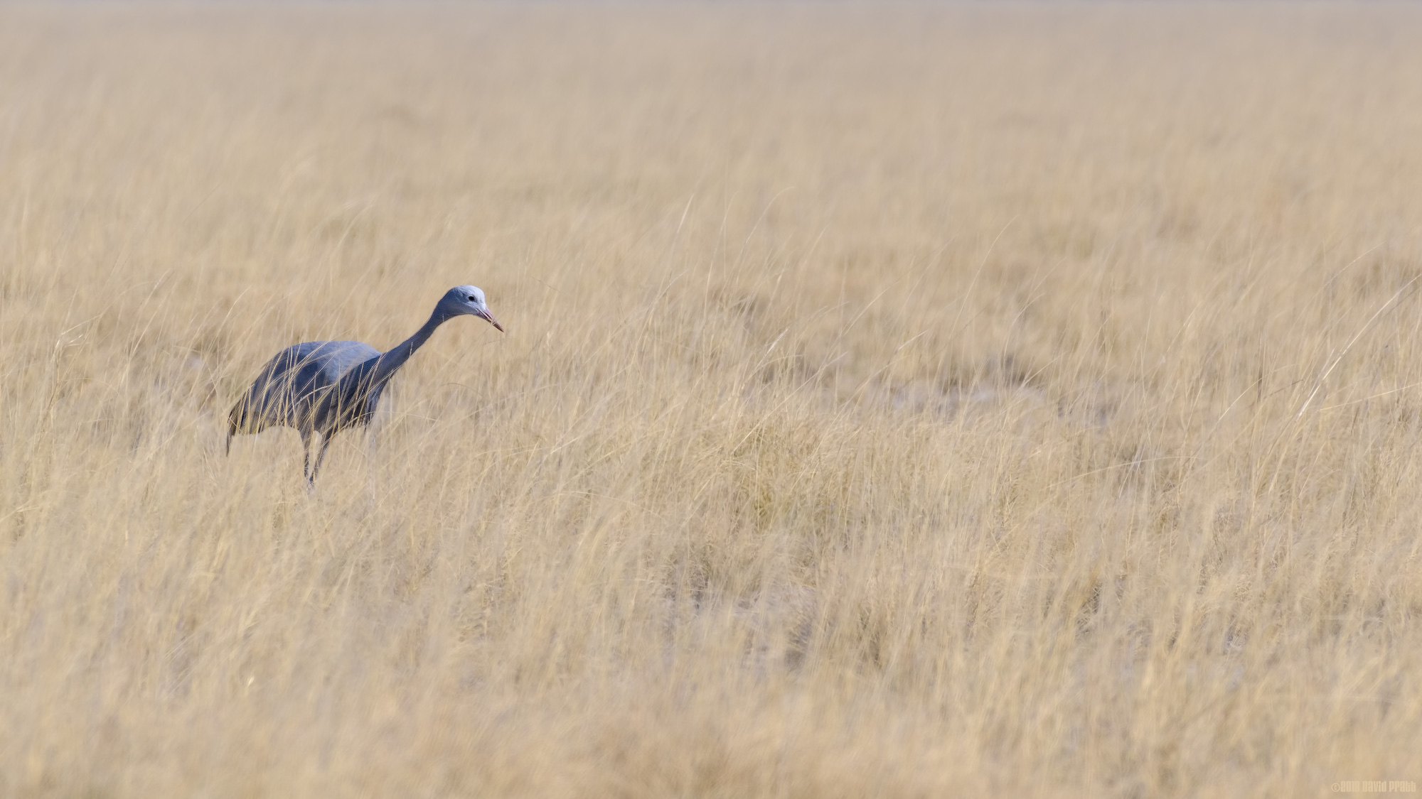 Blue Crane In The Grass