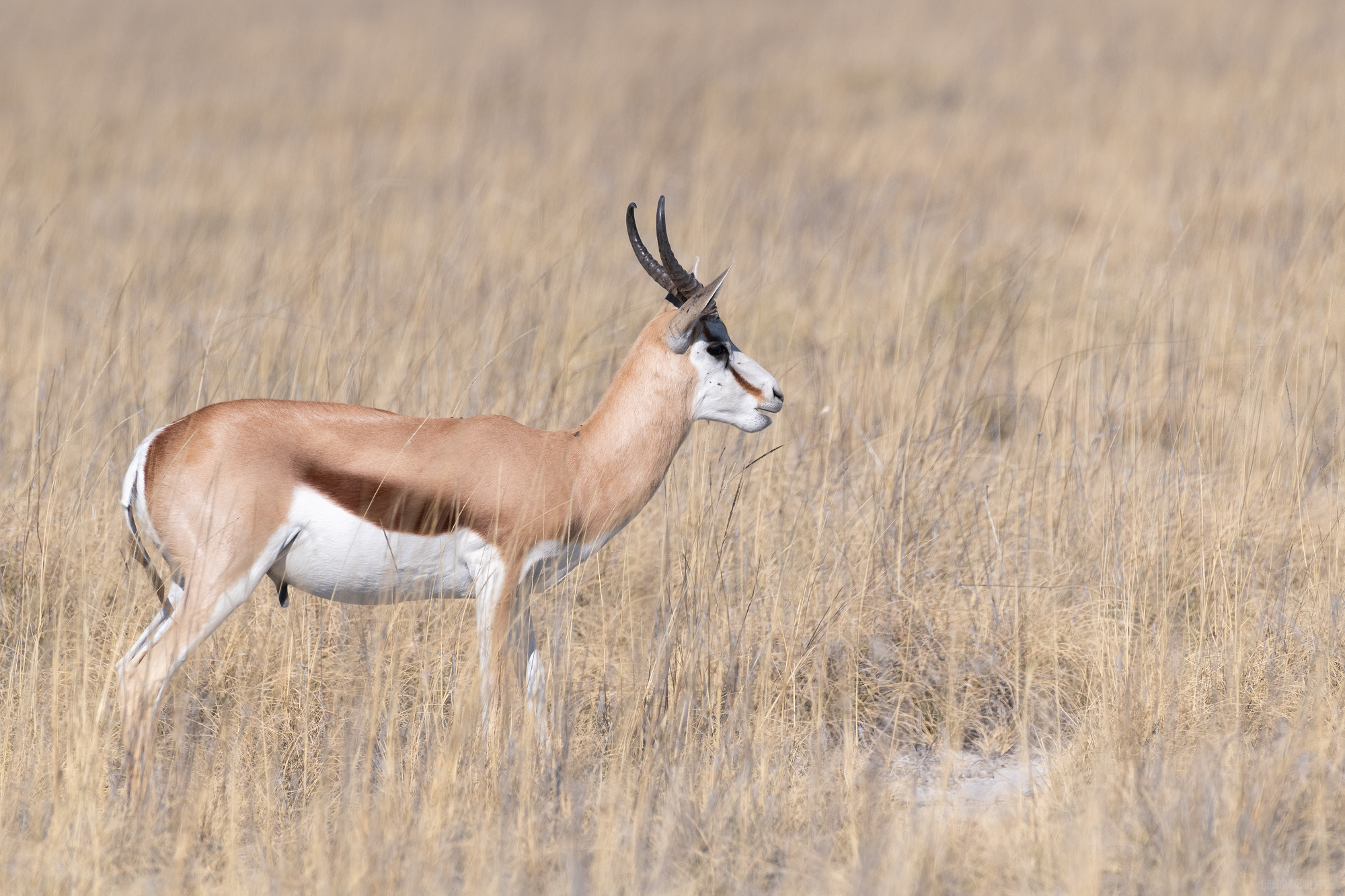 Springbok In The Grass