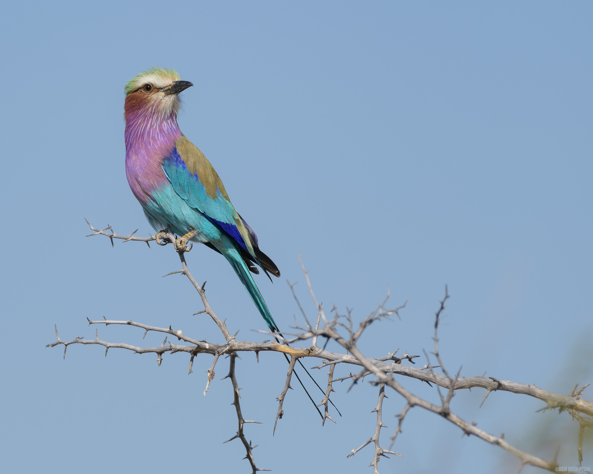 A Lilac Breast With An Olive Crown