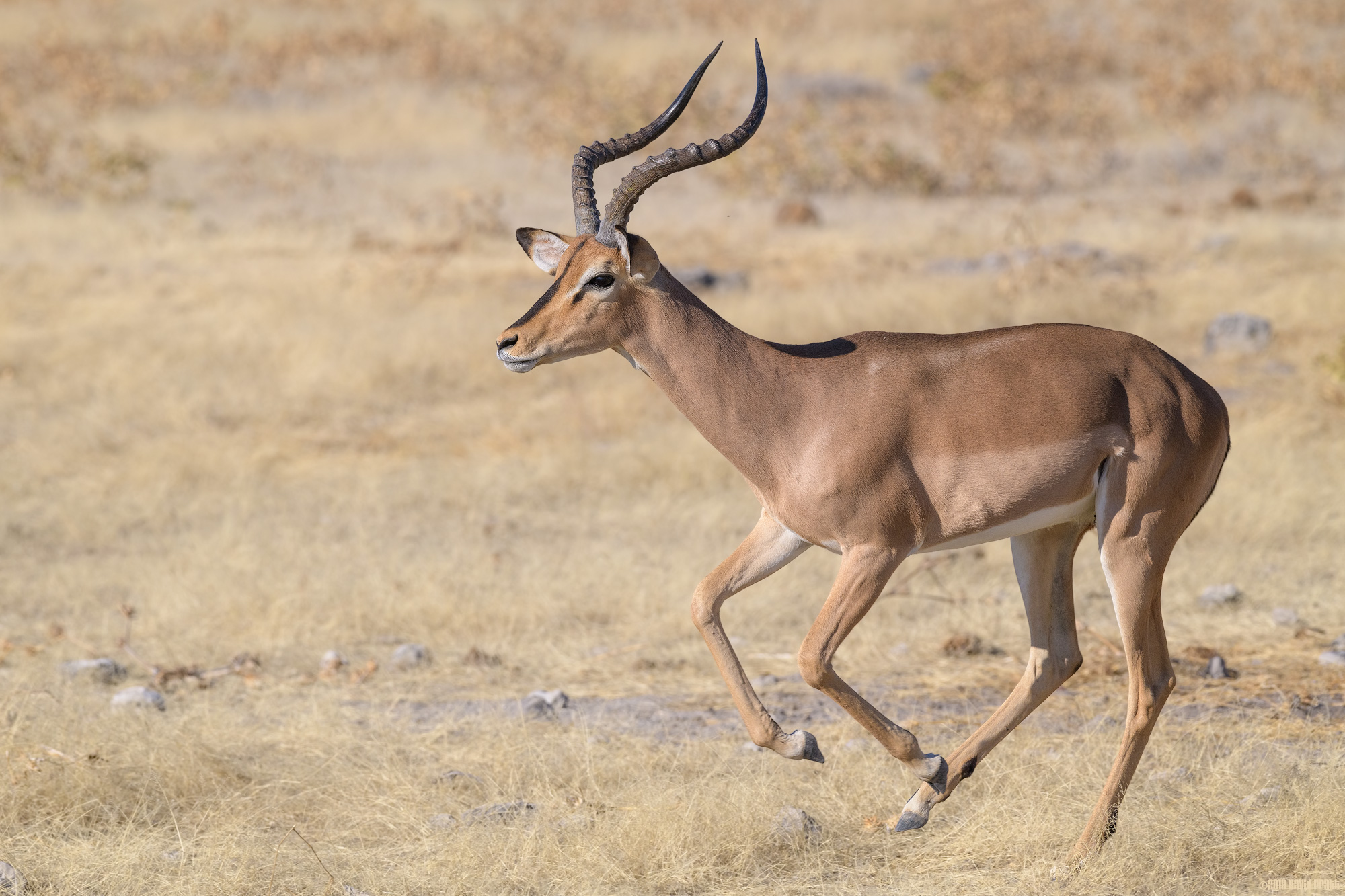 A Spring In His Step