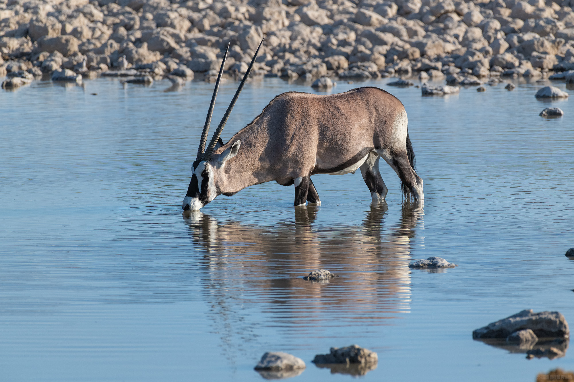 South African Oryx
