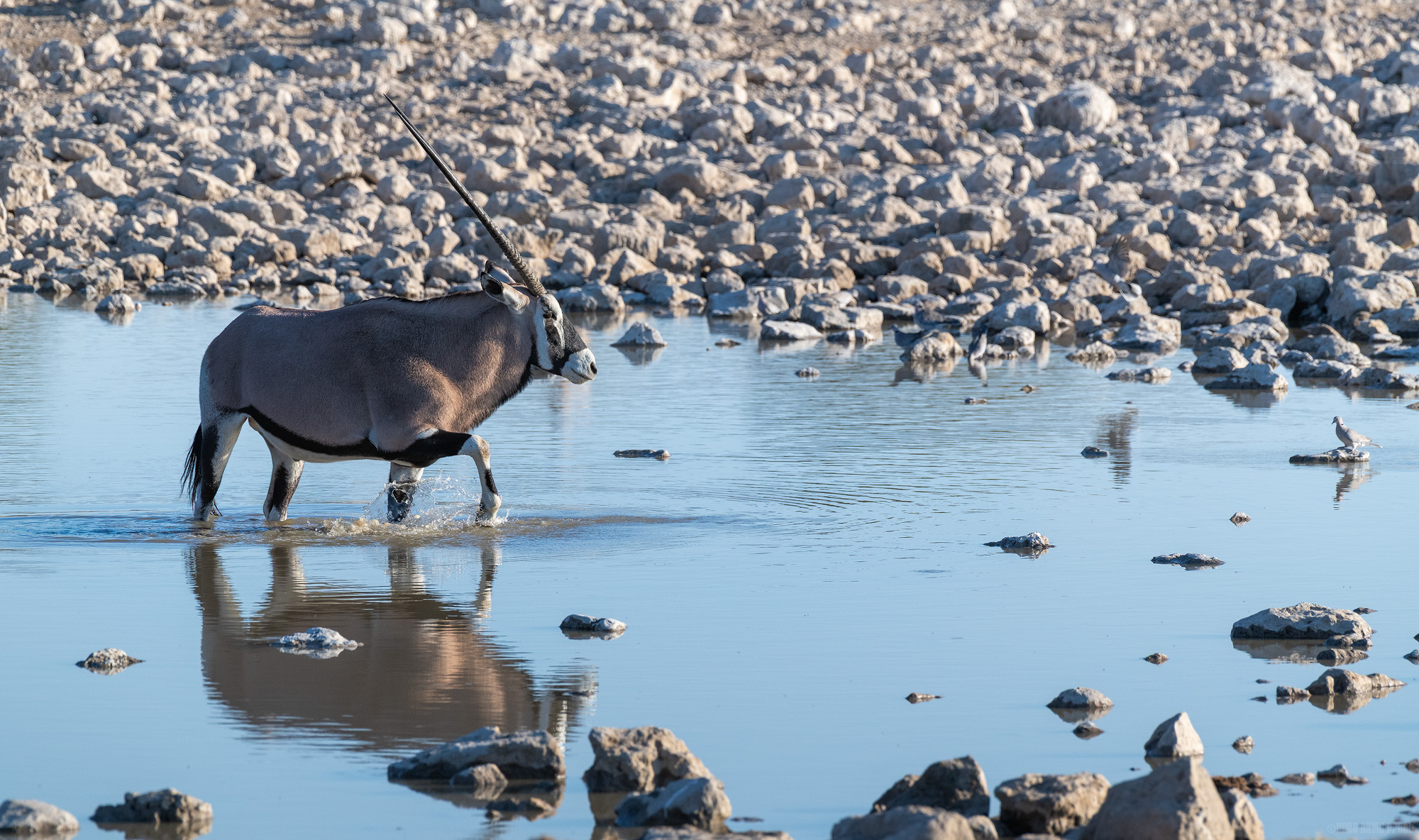 Splashing Through The Waterhole
