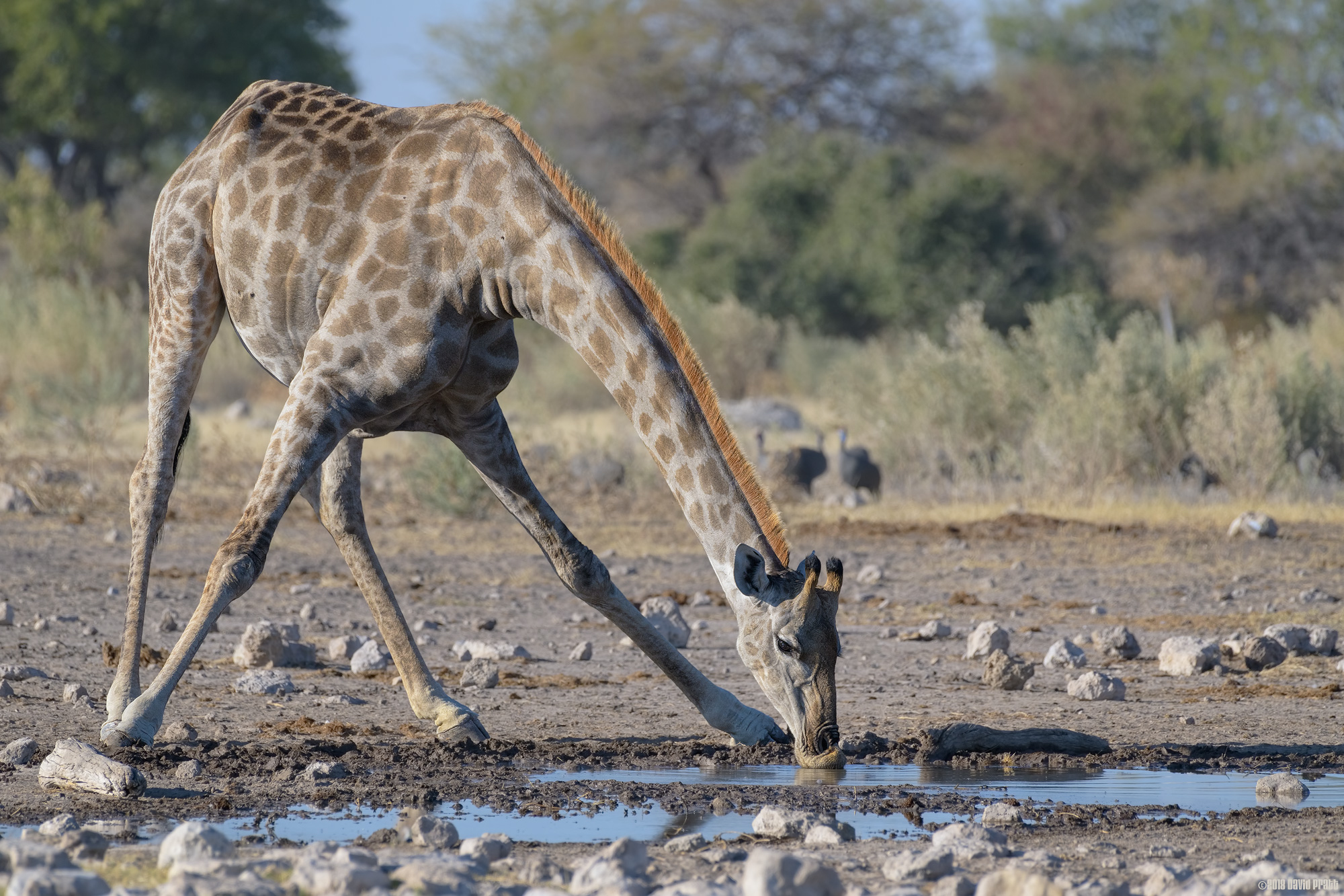 Stretching To Drink