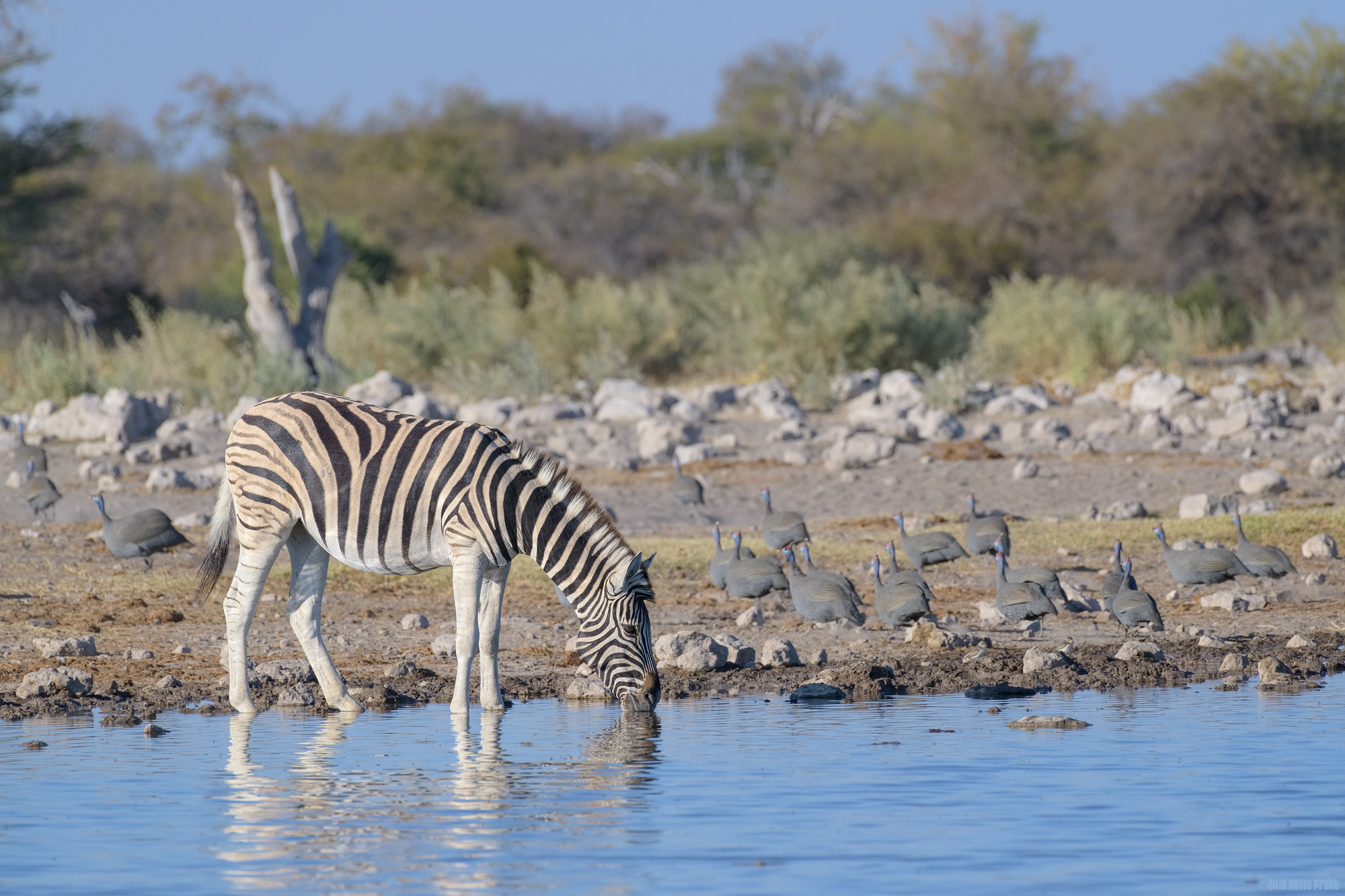 Zebra With Guineafowl
