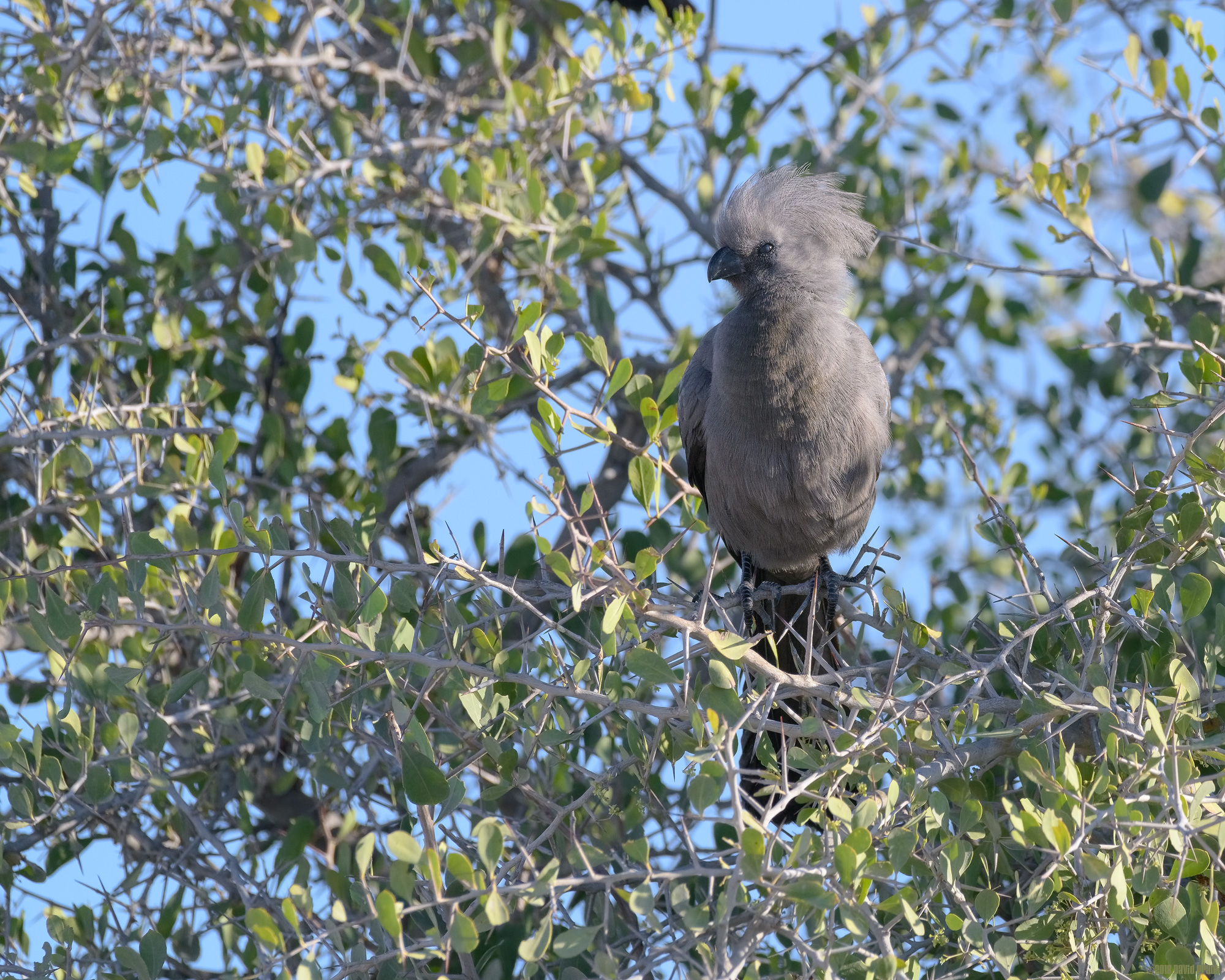 Grey Lourie In A Bush