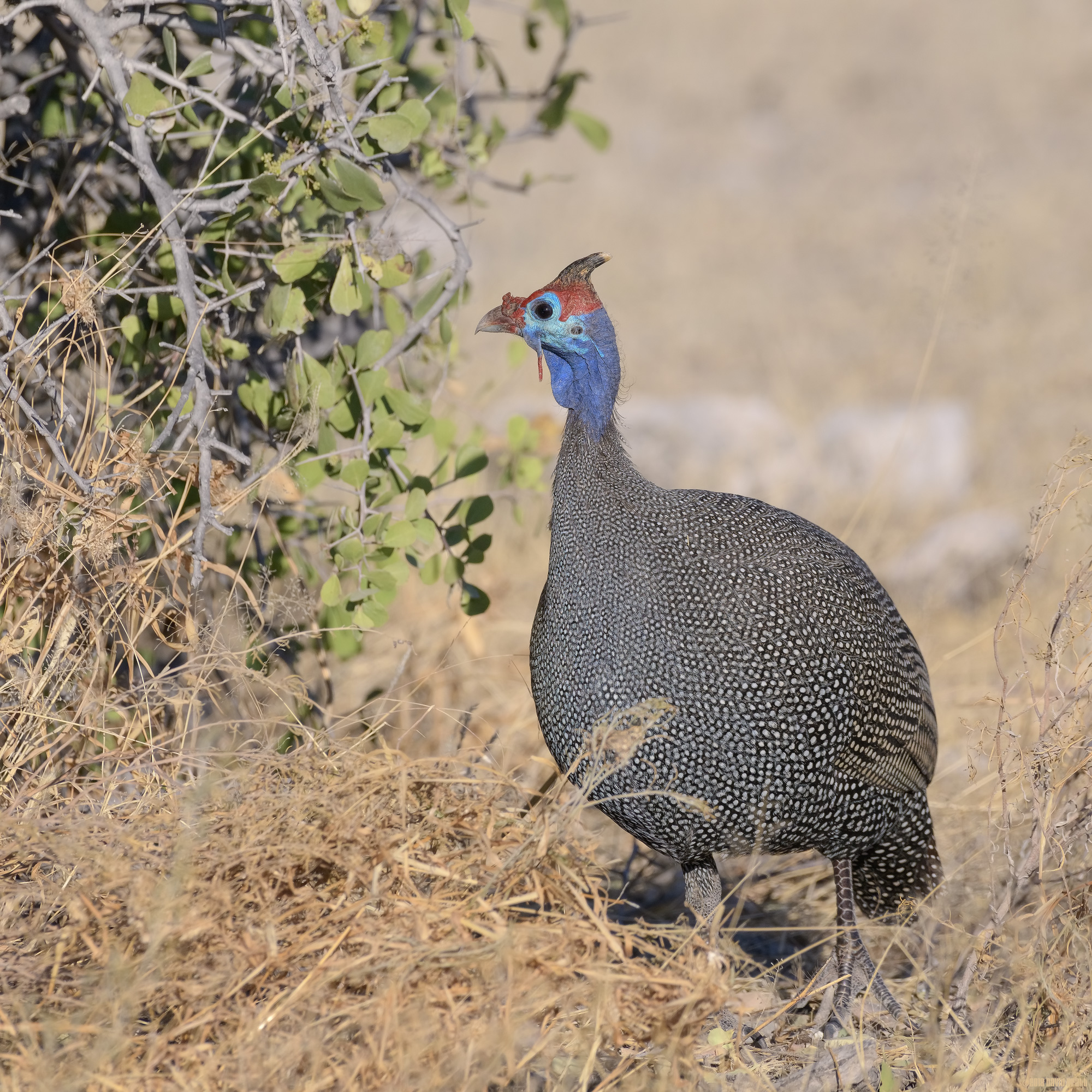 Red Unfeathered Head