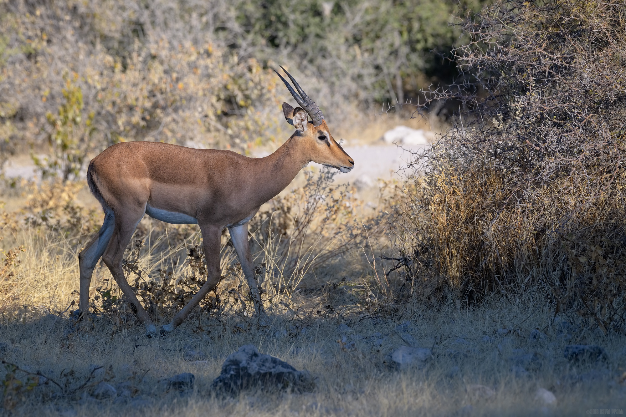 Black-faced Impala