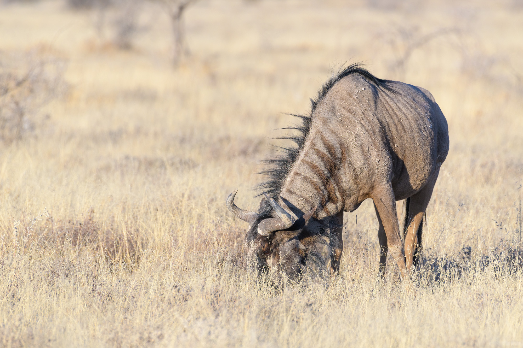 Foraging Wildebeest