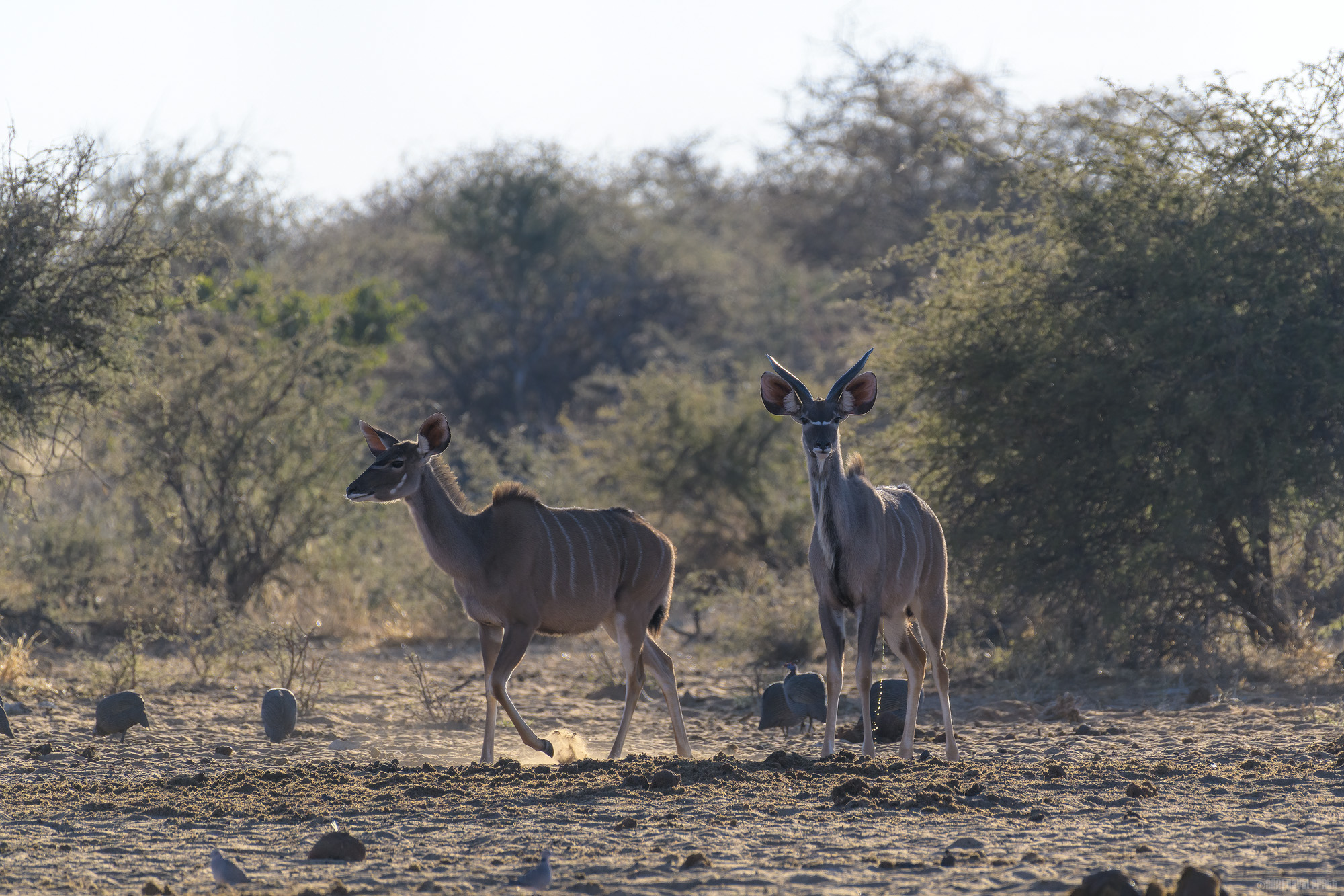 I'm Leaving If You're Going To Pee Again