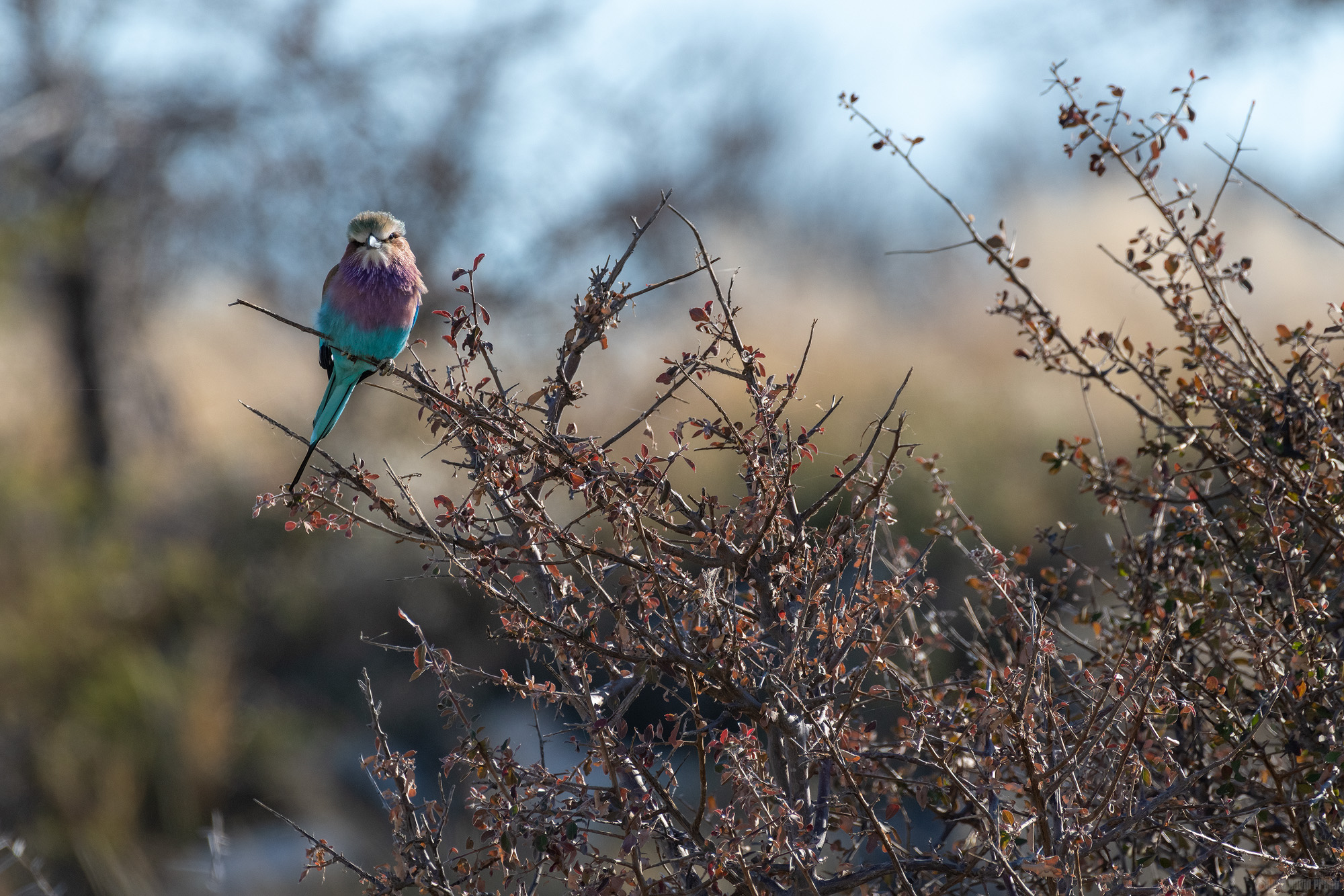 Roller On A Bush