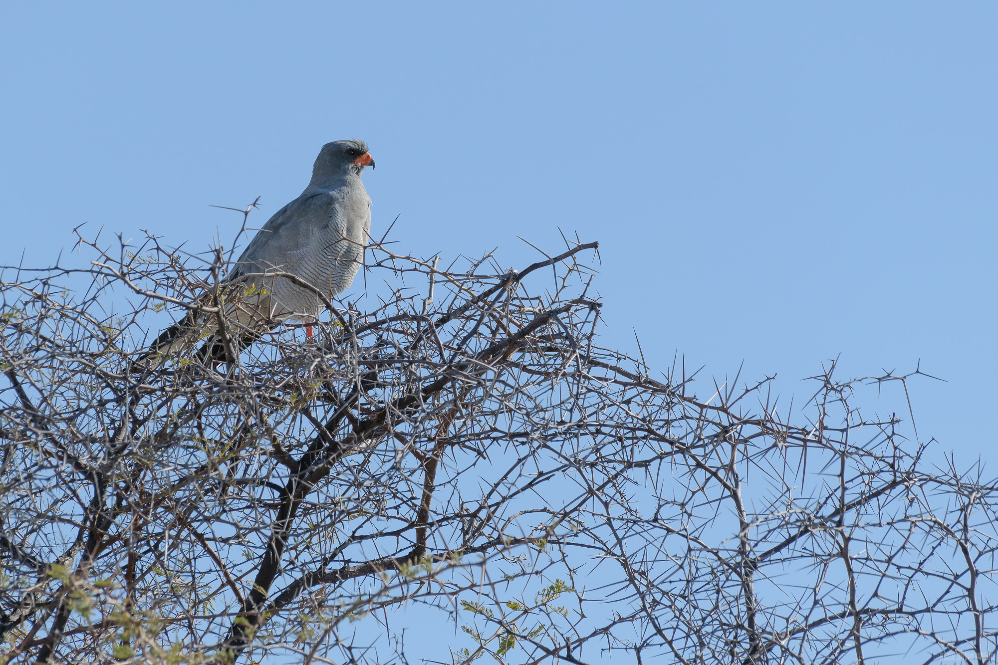 Pale Chanting Goshawk On A Thorny Bush