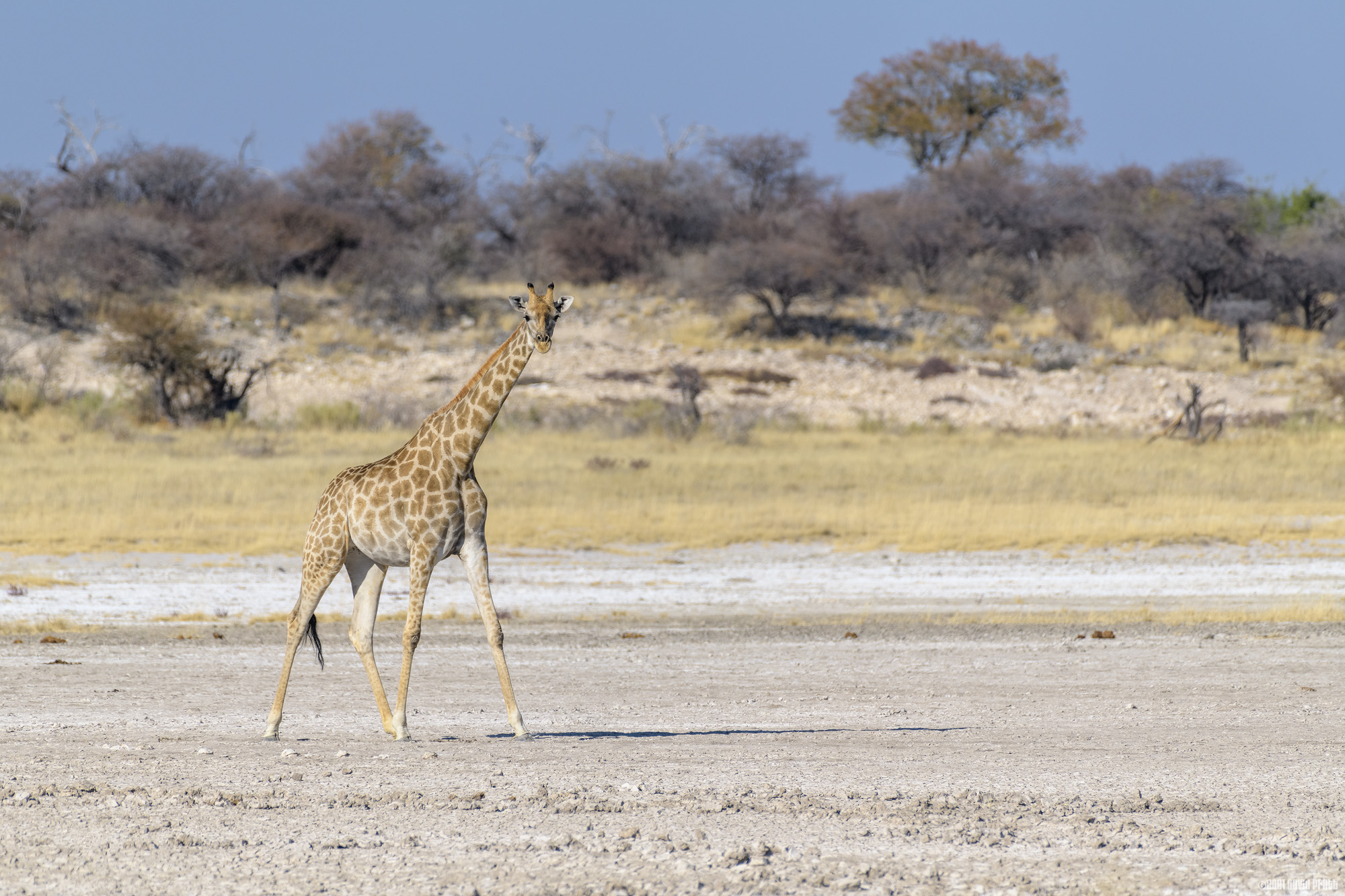 Giraffe On The Salt Pan