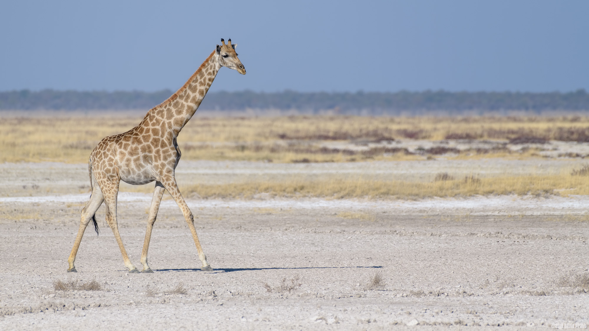 Lone Giraffe