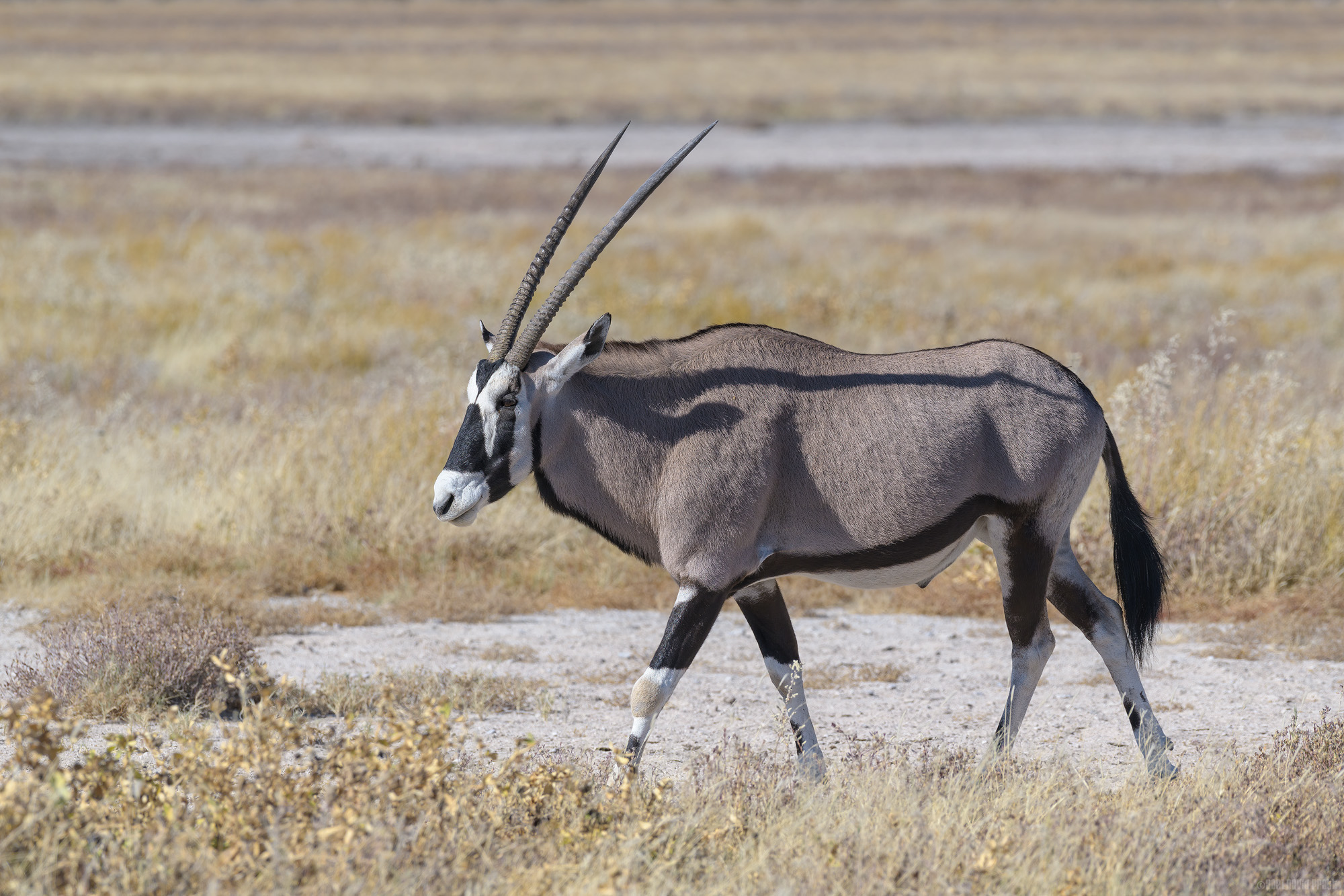 Oryx Out For A Stroll