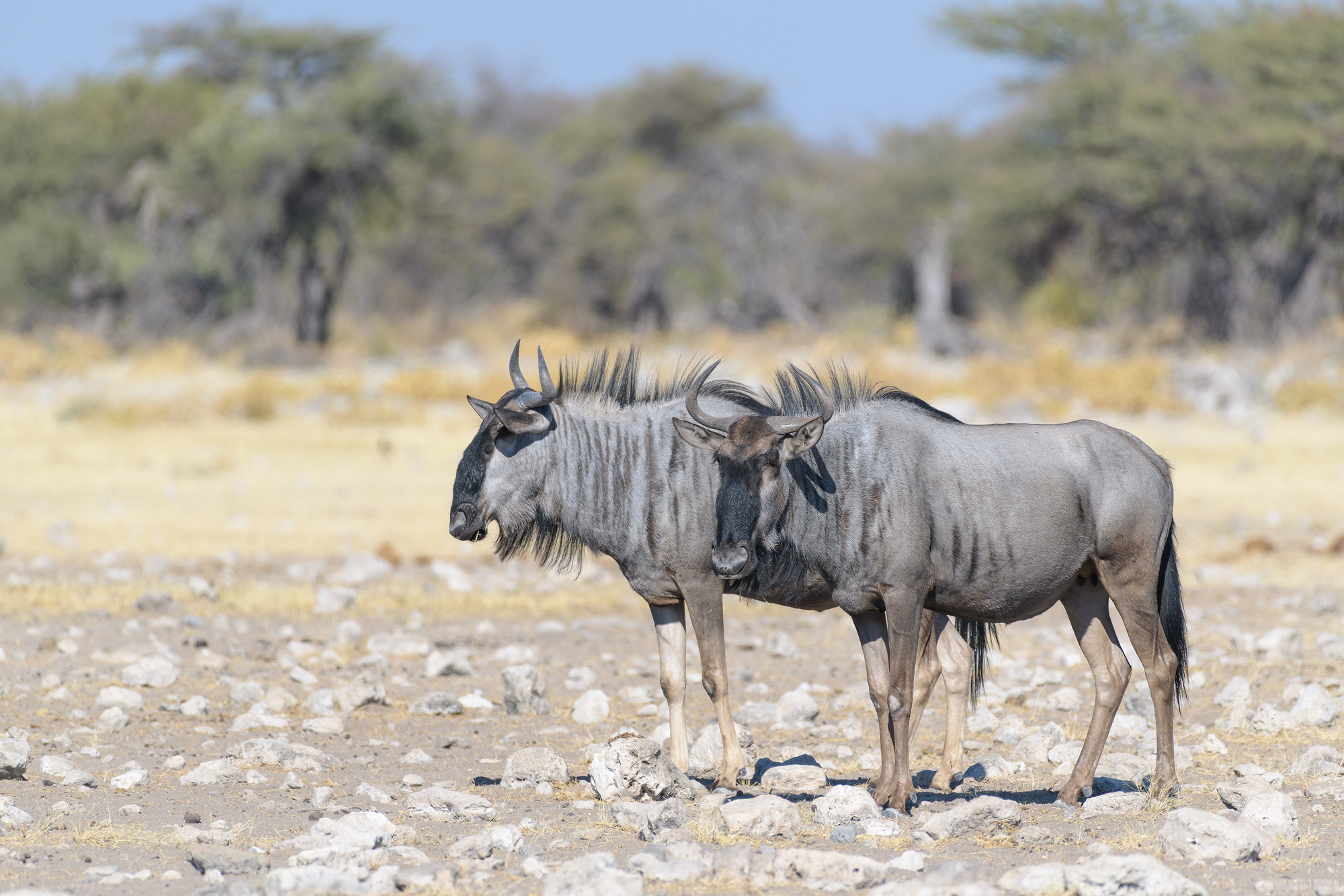 And Then There Were Two