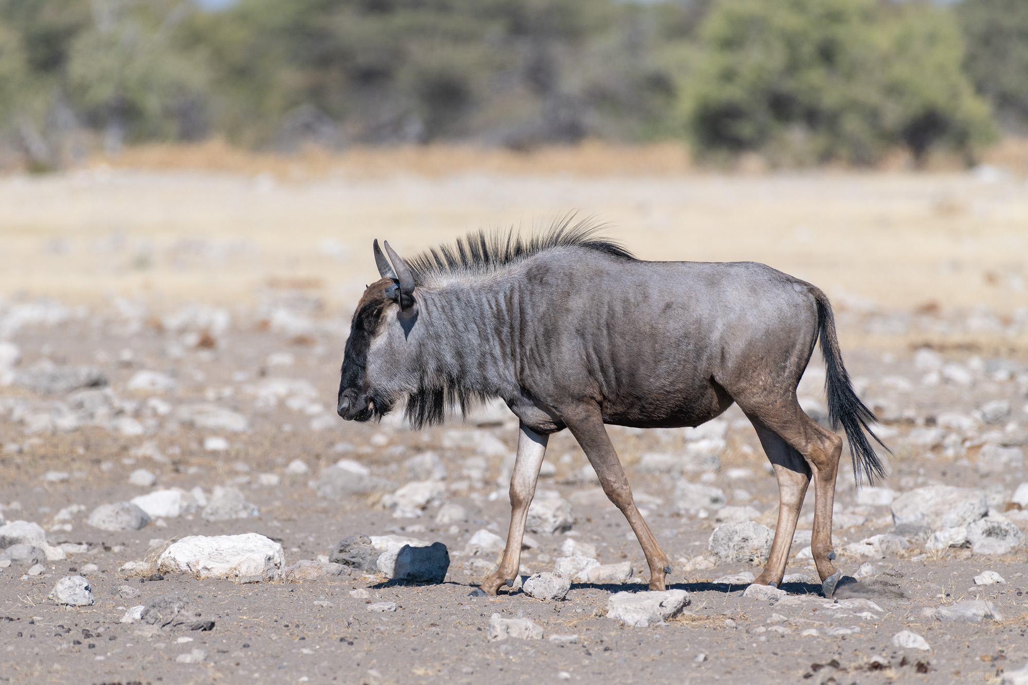 Wandering Wildebeest