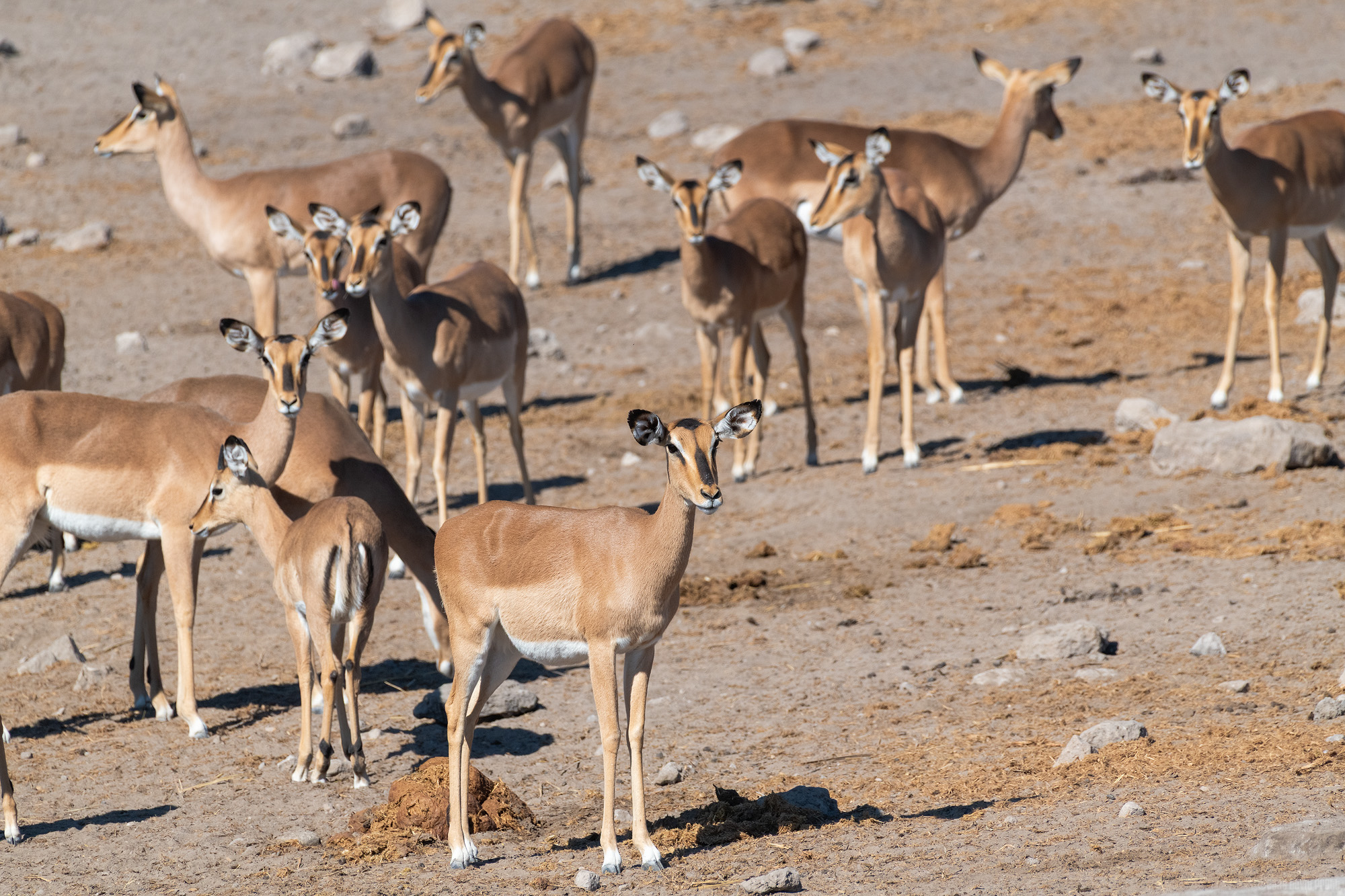I Think They Can Hear Me [Explored 05/04/2026 #407]