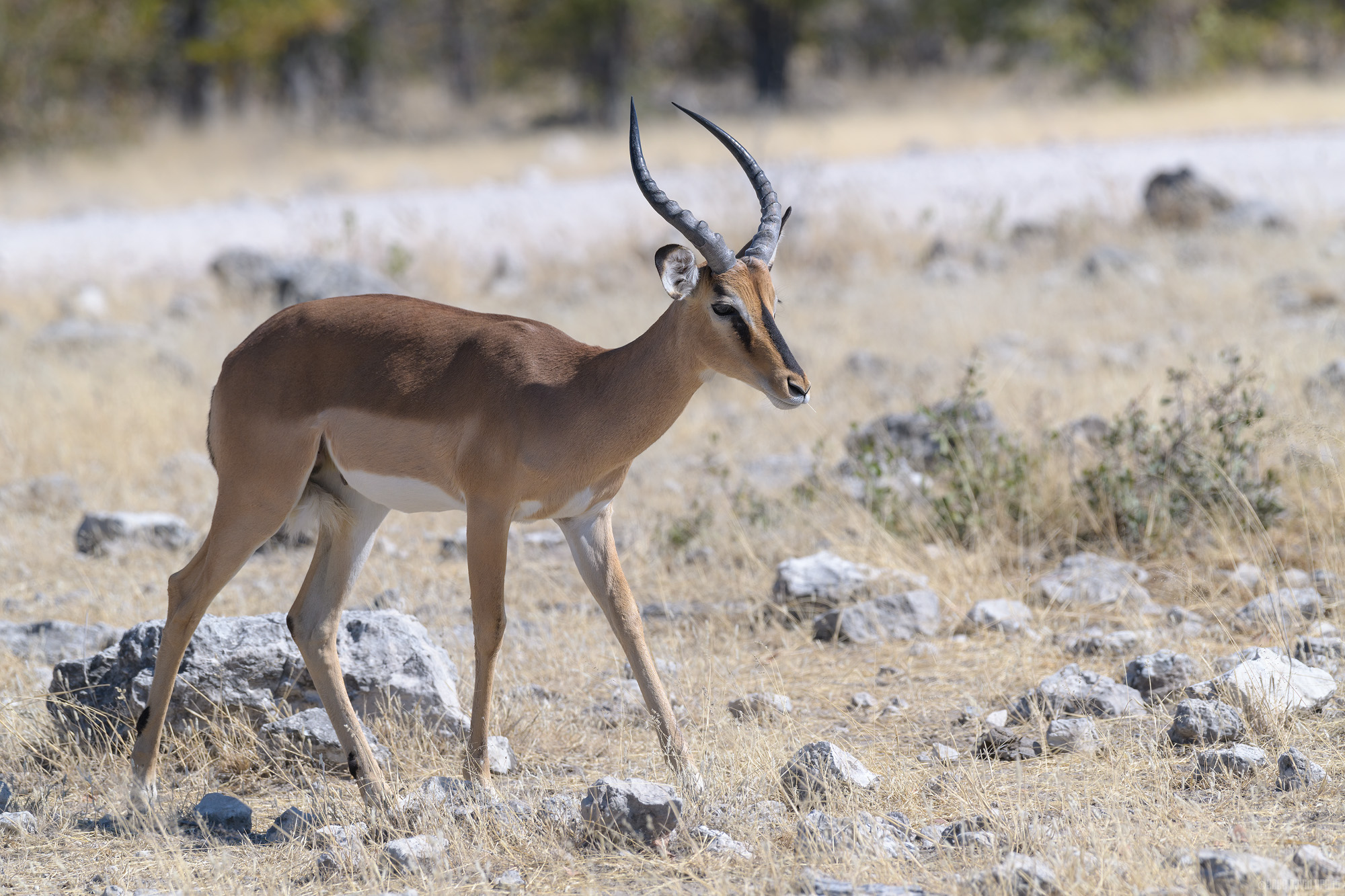 Wandering Impala