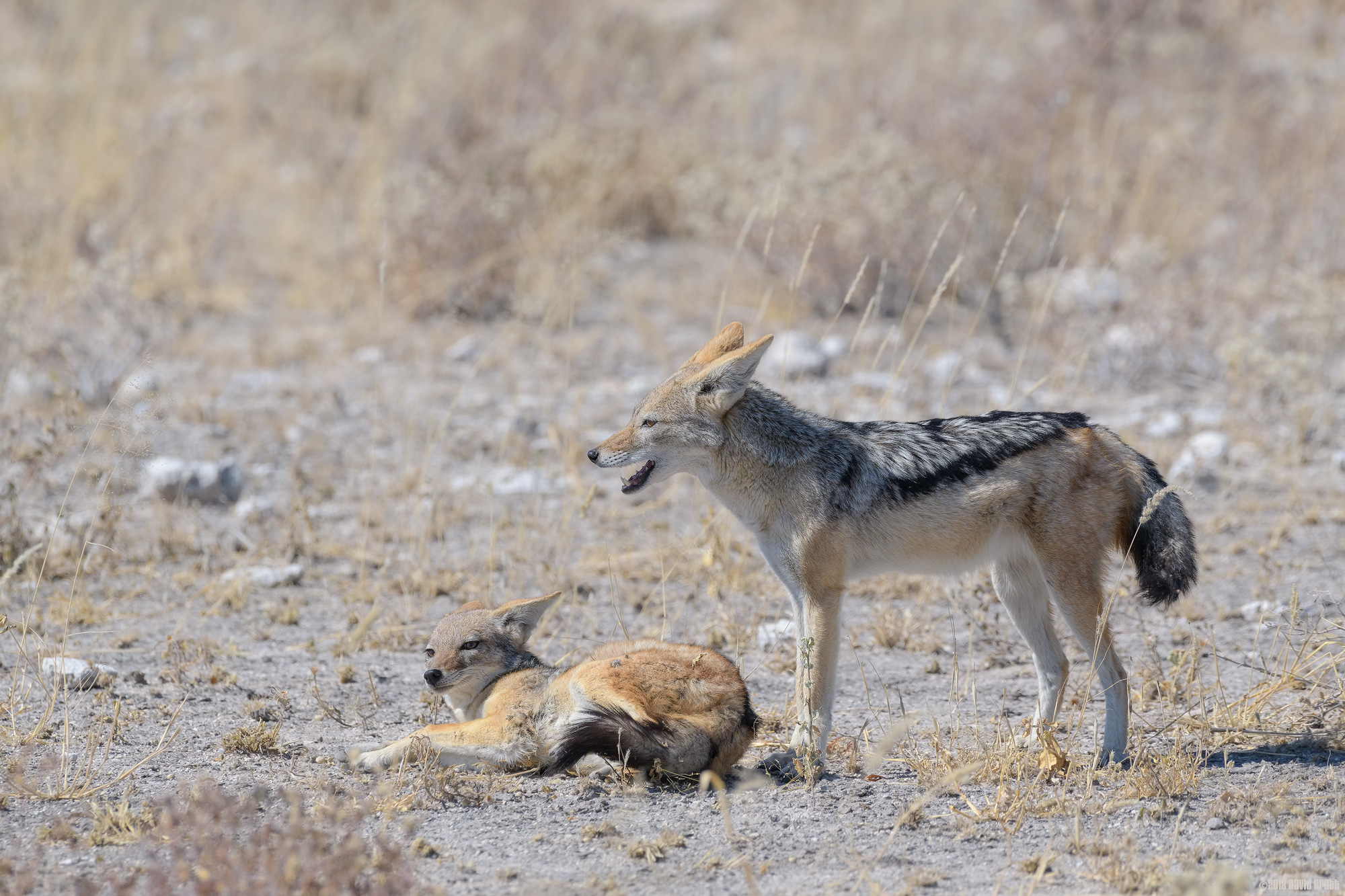 Black-backed Jackal